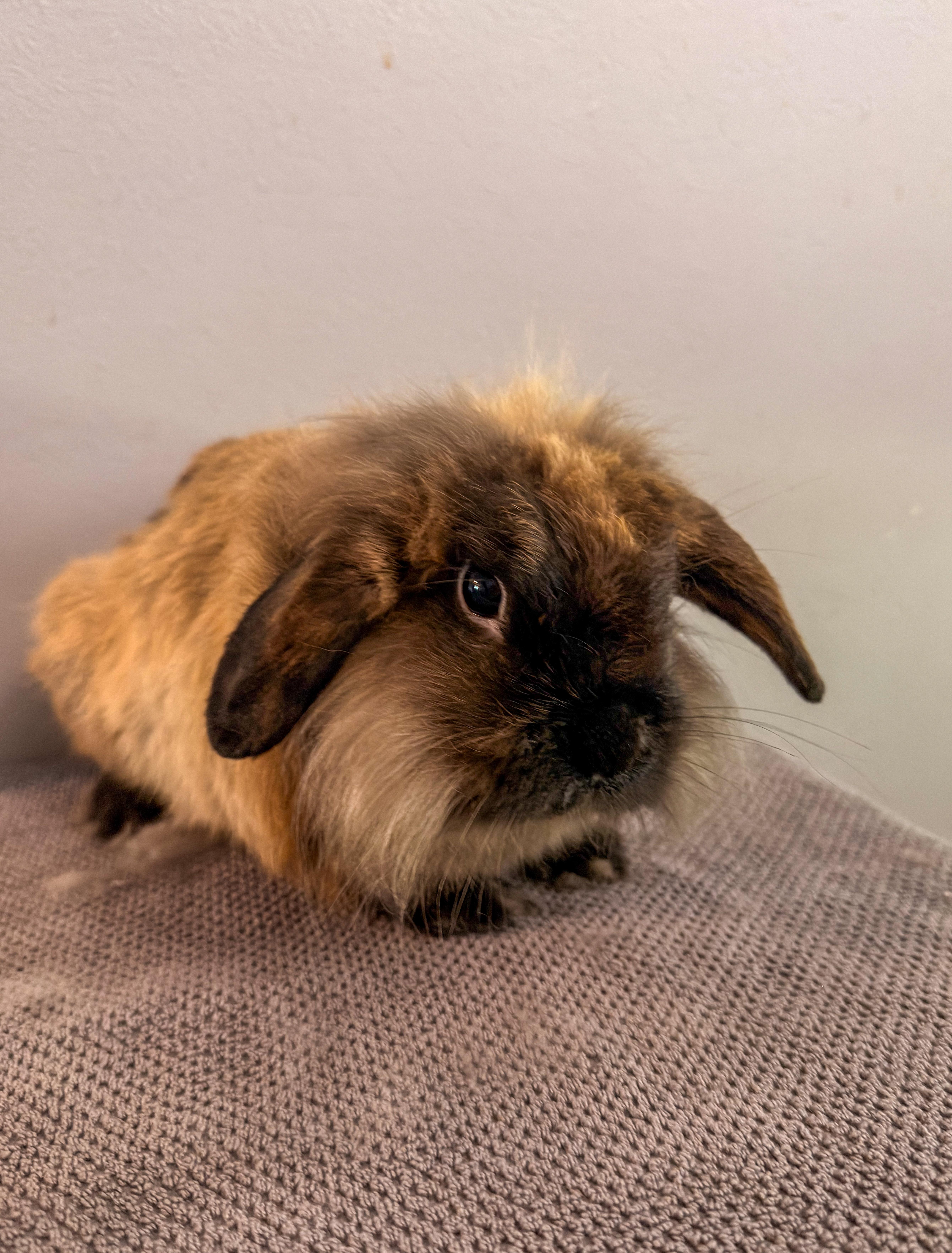 Buffalo, a ADOPTABLE mixed breed in North Little Rock, AR image 2/5