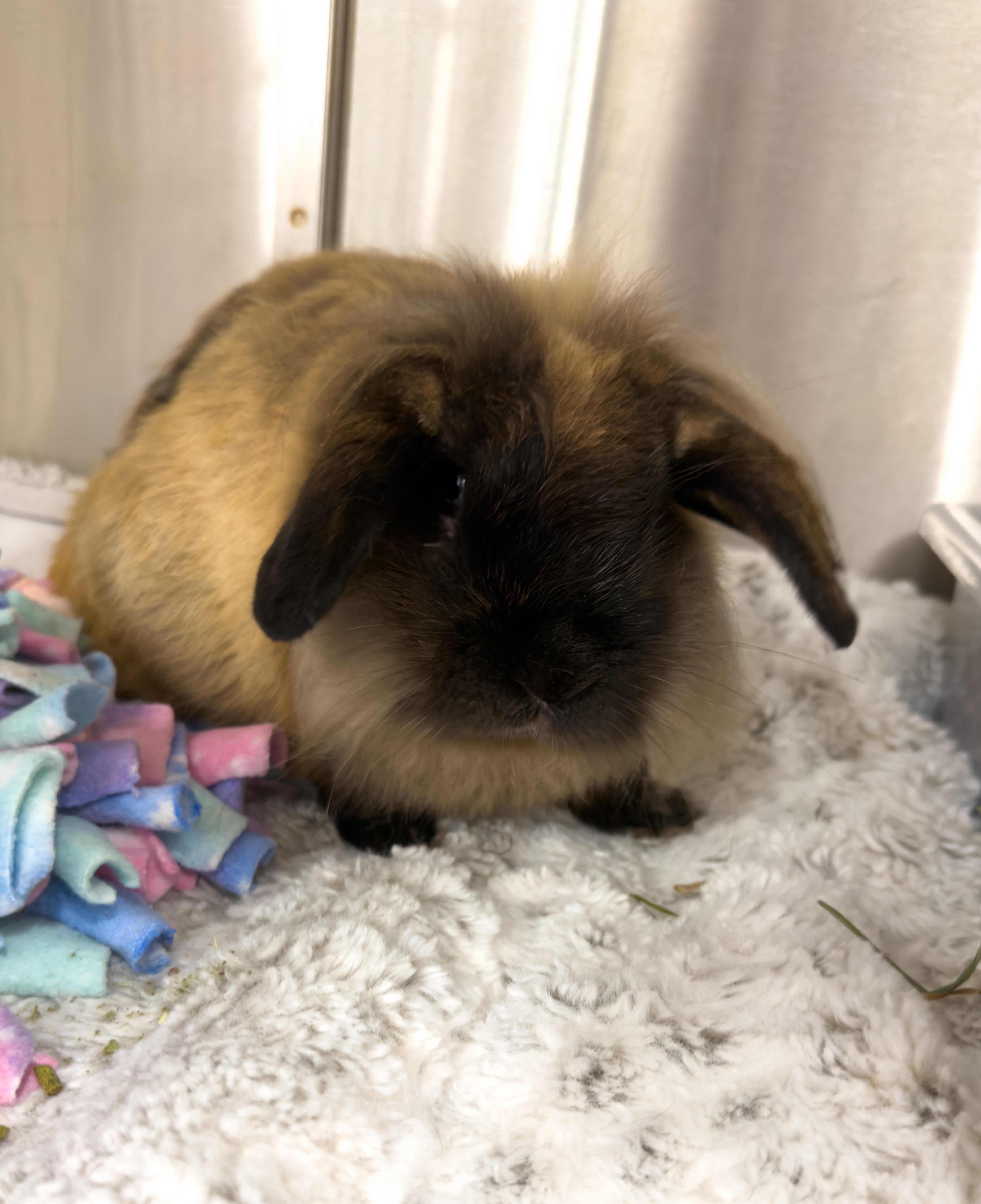 Buffalo, a ADOPTABLE mixed breed in North Little Rock, AR image 1/5