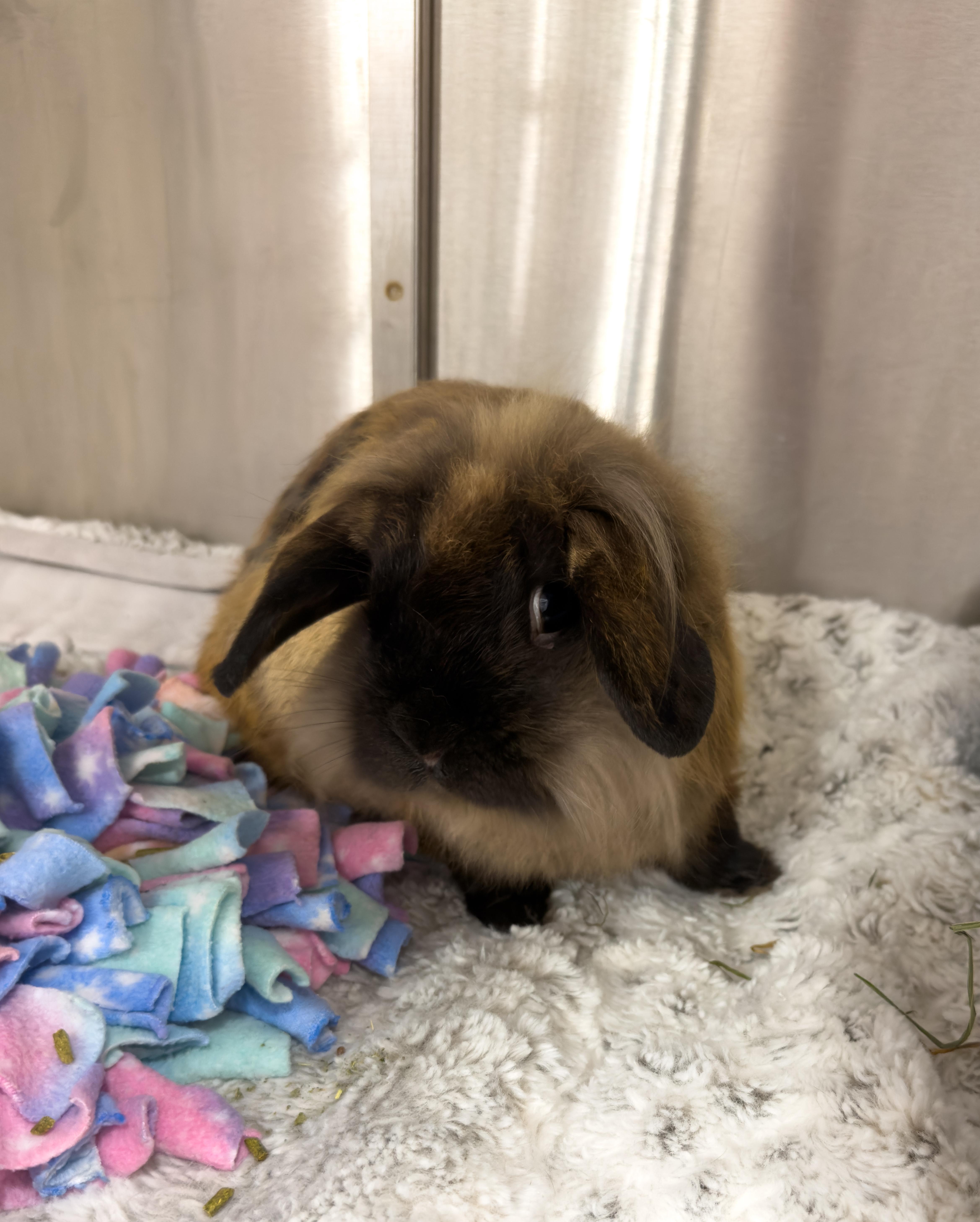 Buffalo, a ADOPTABLE mixed breed in North Little Rock, AR image 5/5