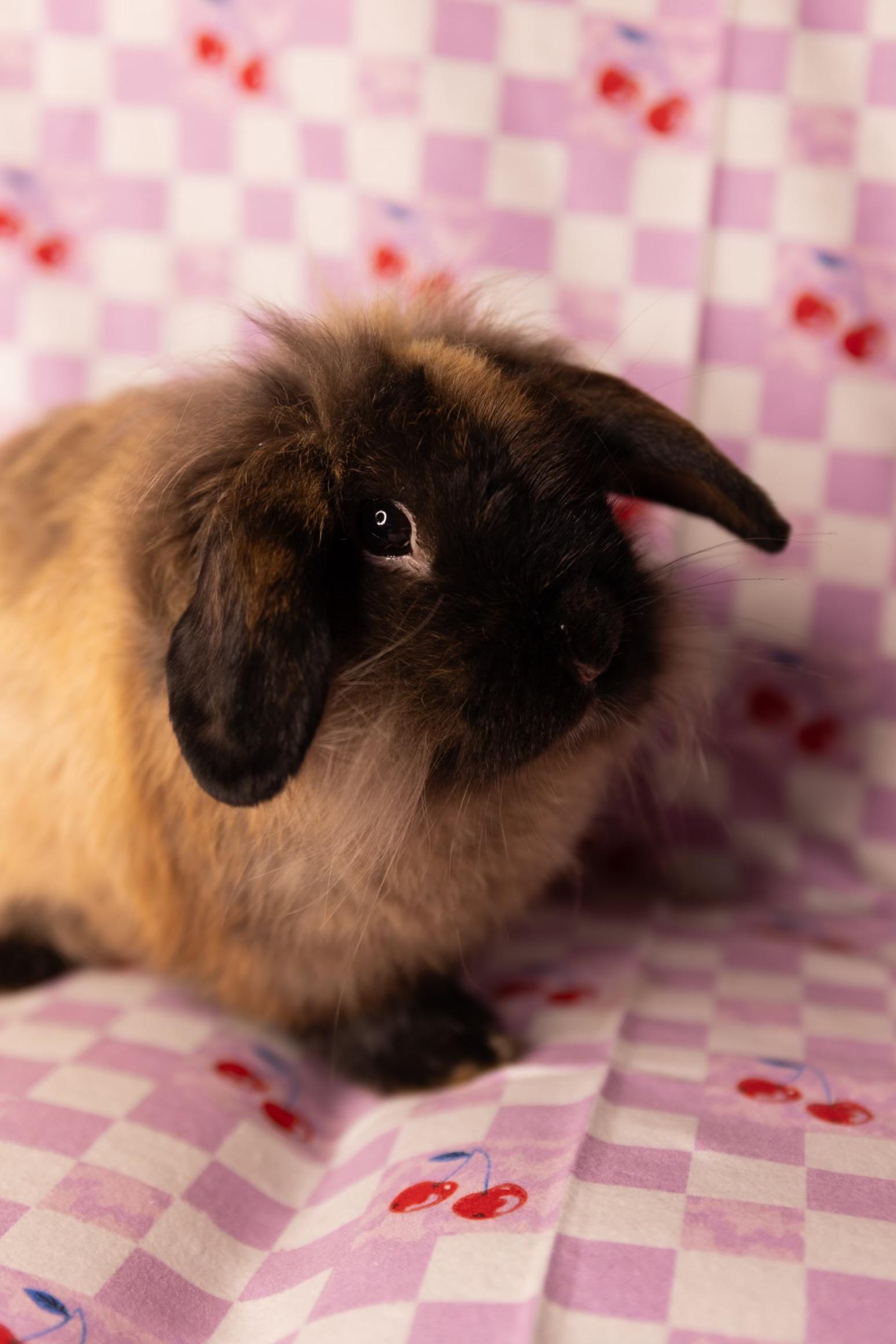 Buffalo Bill, an adopted mixed breed in North Little Rock, AR image 2/6