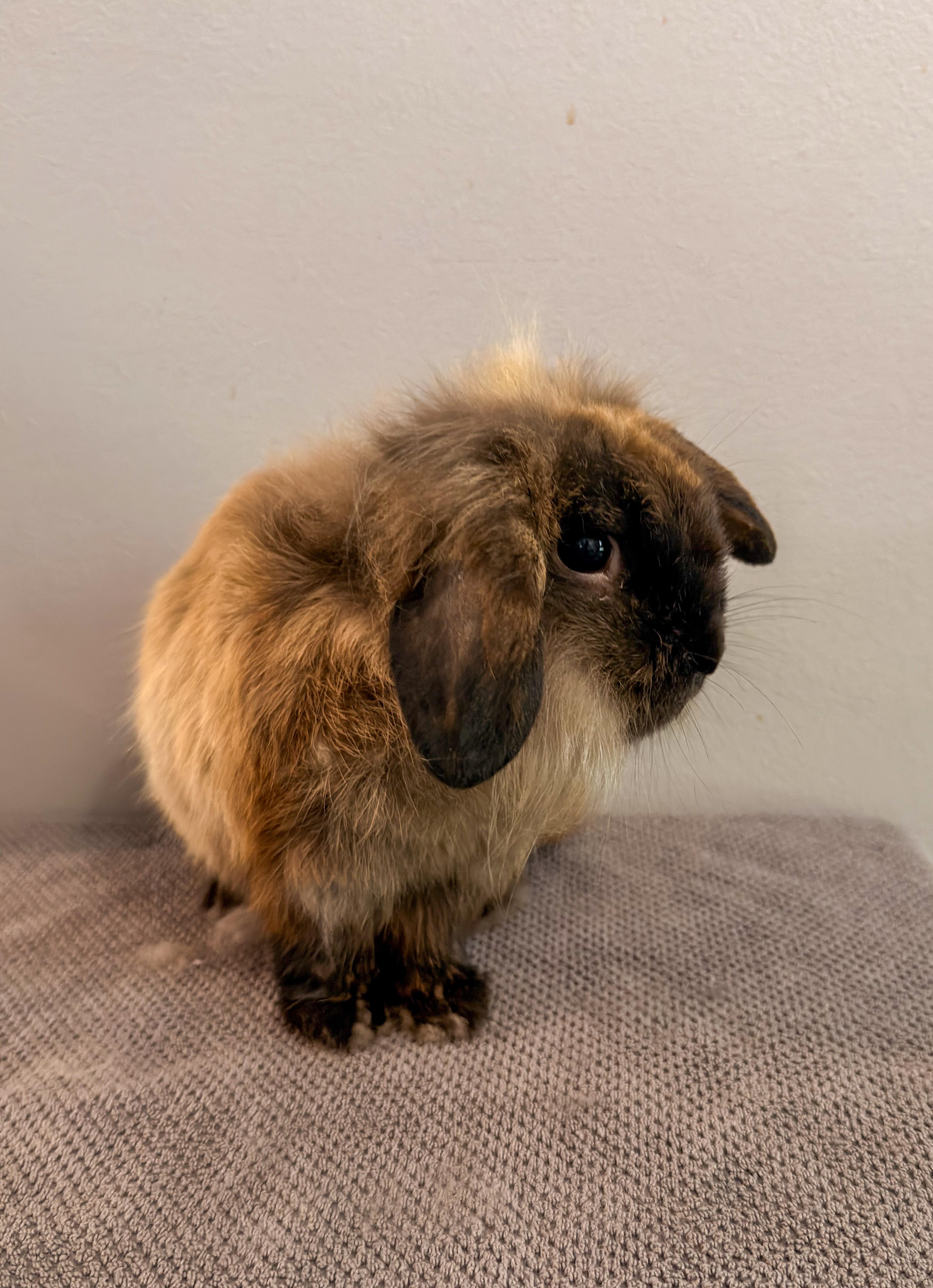 Buffalo, a ADOPTABLE mixed breed in North Little Rock, AR image 3/5