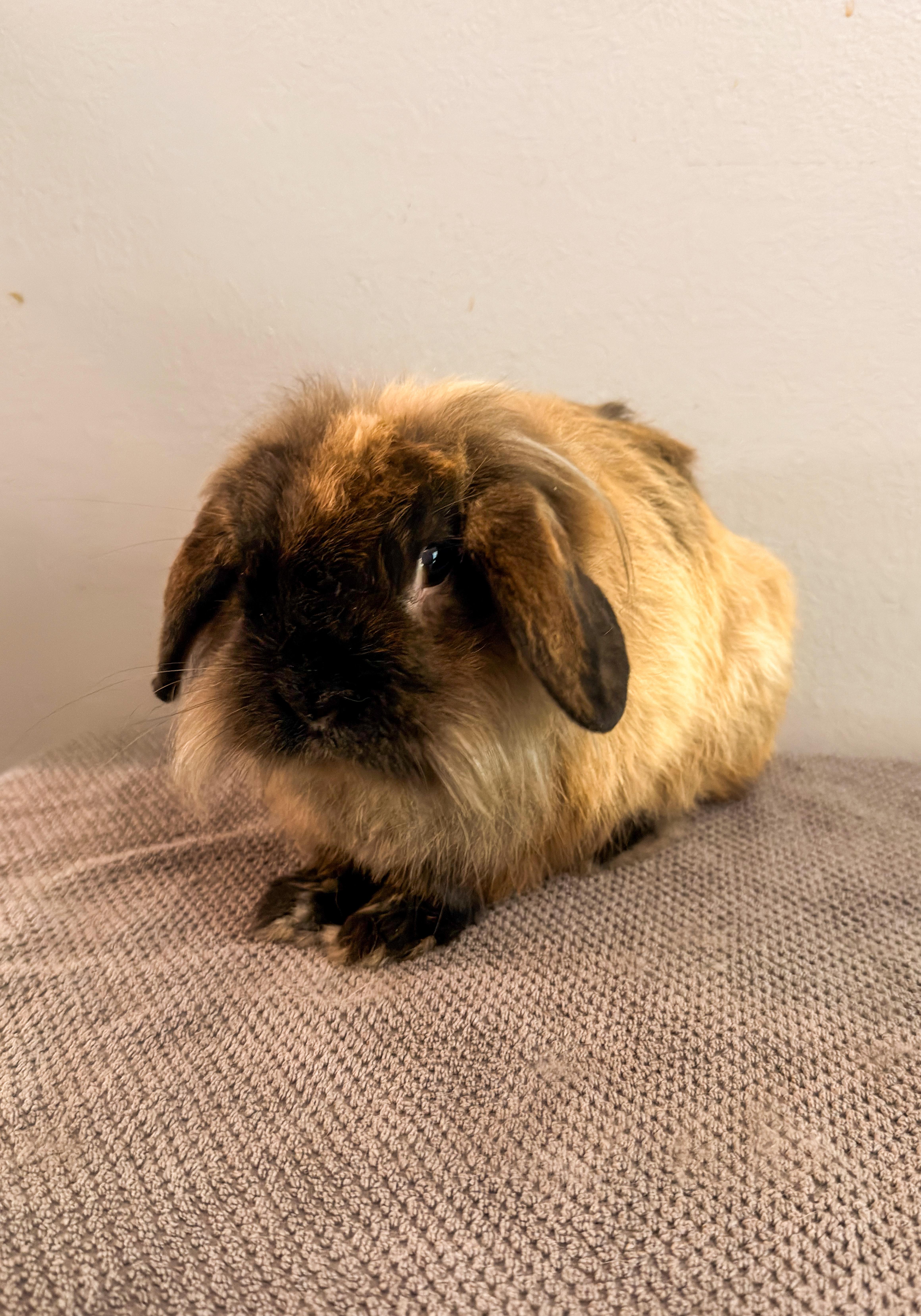Buffalo, a ADOPTABLE mixed breed in North Little Rock, AR image 4/5