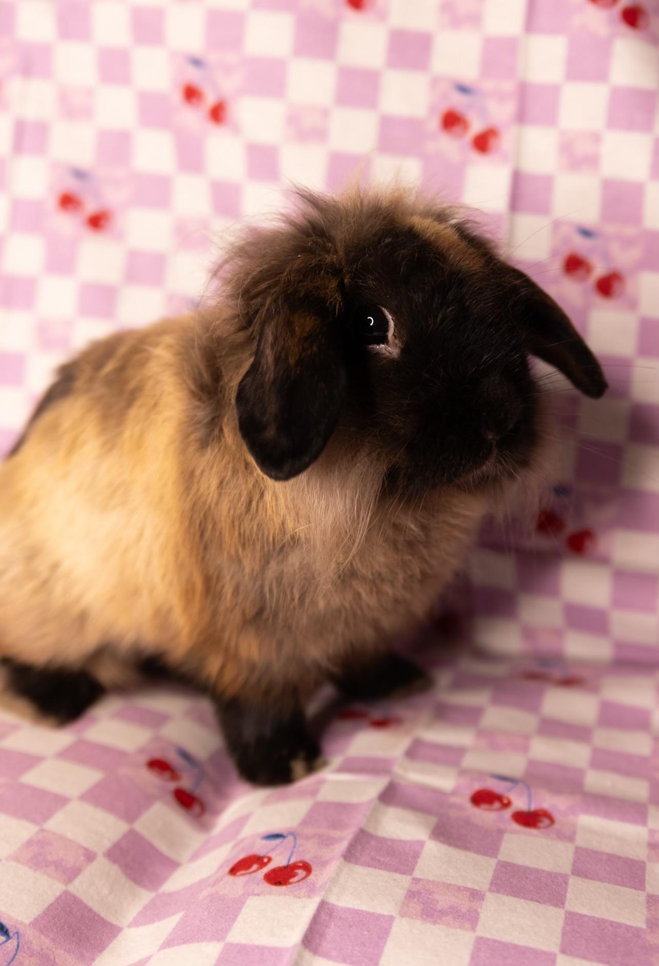 Buffalo Bill, an adopted mixed breed in North Little Rock, AR image 4/6