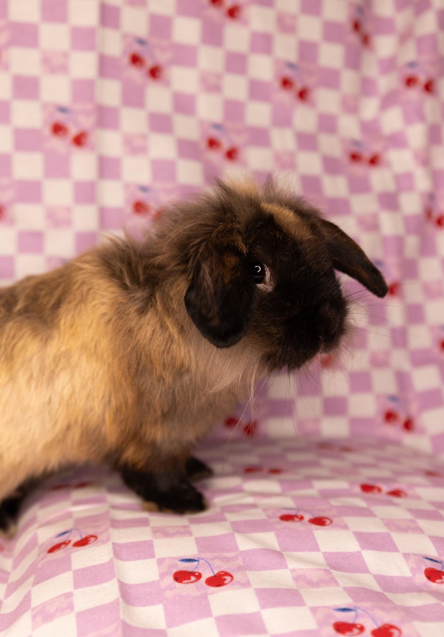 Buffalo Bill, adopted, Adult Male Holland Lop & Lionhead.