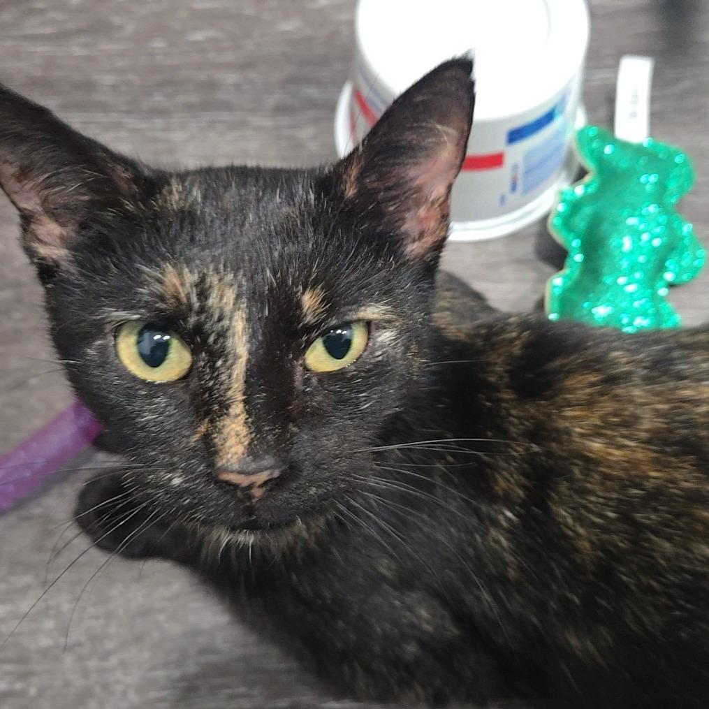 Enlarge Hazel, a Adoptable Domestic Short Hair in Jasper, IN image 2/4