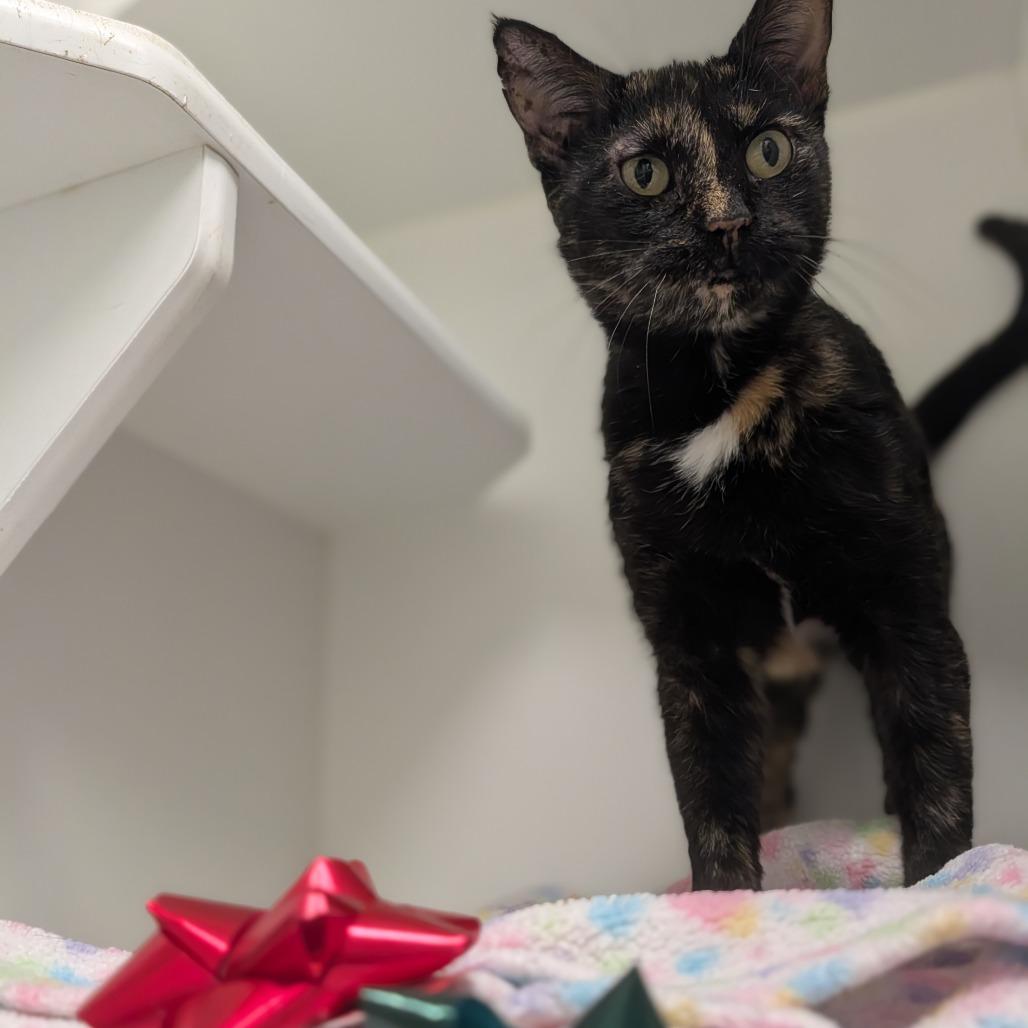 Enlarge Hazel, a Adoptable Domestic Short Hair in Jasper, IN image 4/4