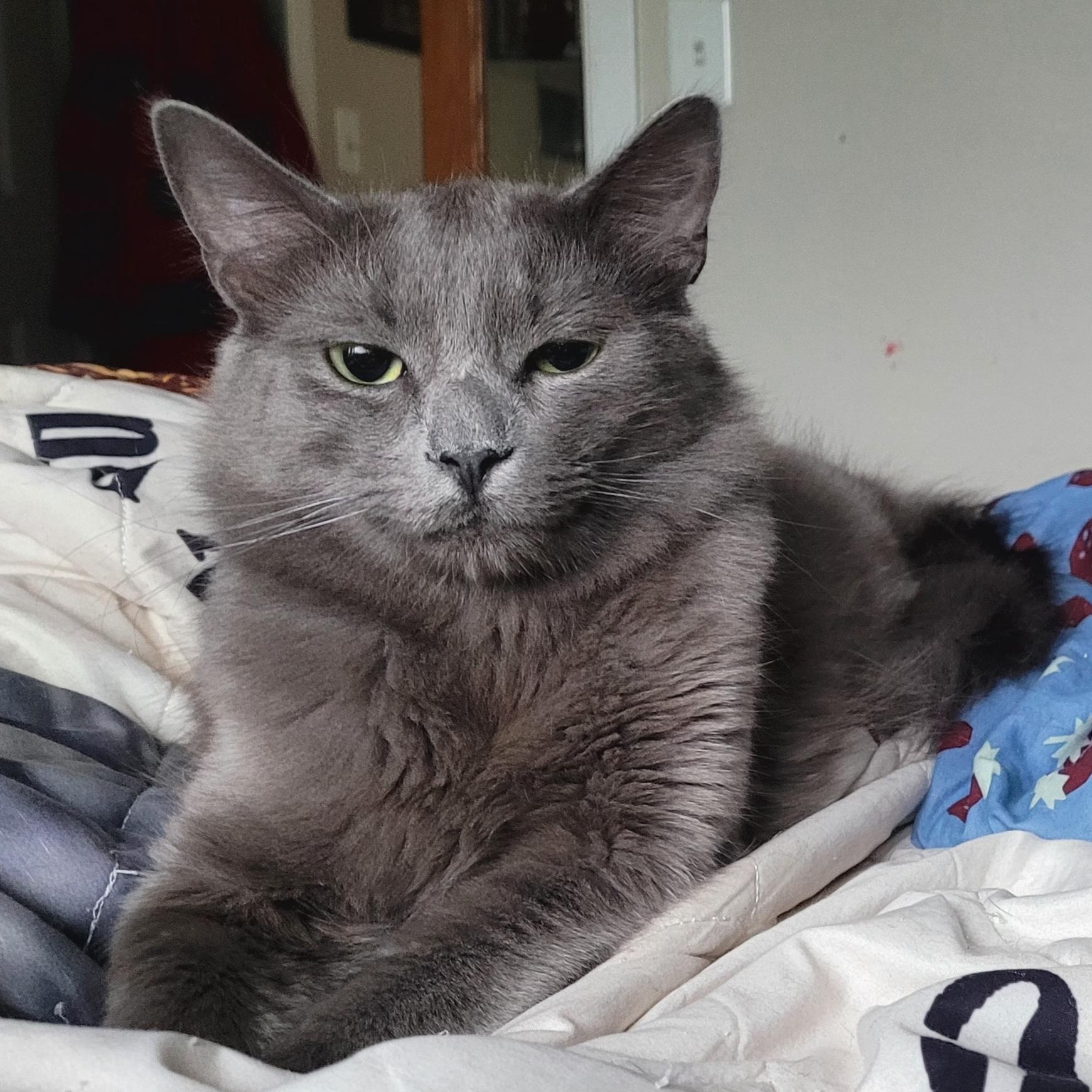 Zeus, adopted, Young Male Domestic Medium Hair.