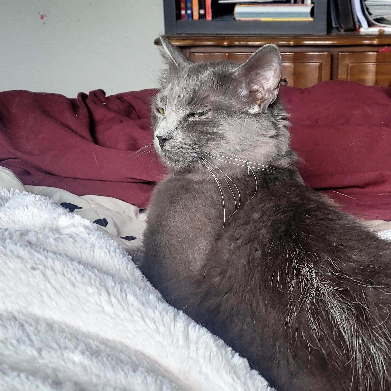 Enlarge Zeus, an adopted Domestic Medium Hair in Portland, OR image 5/6