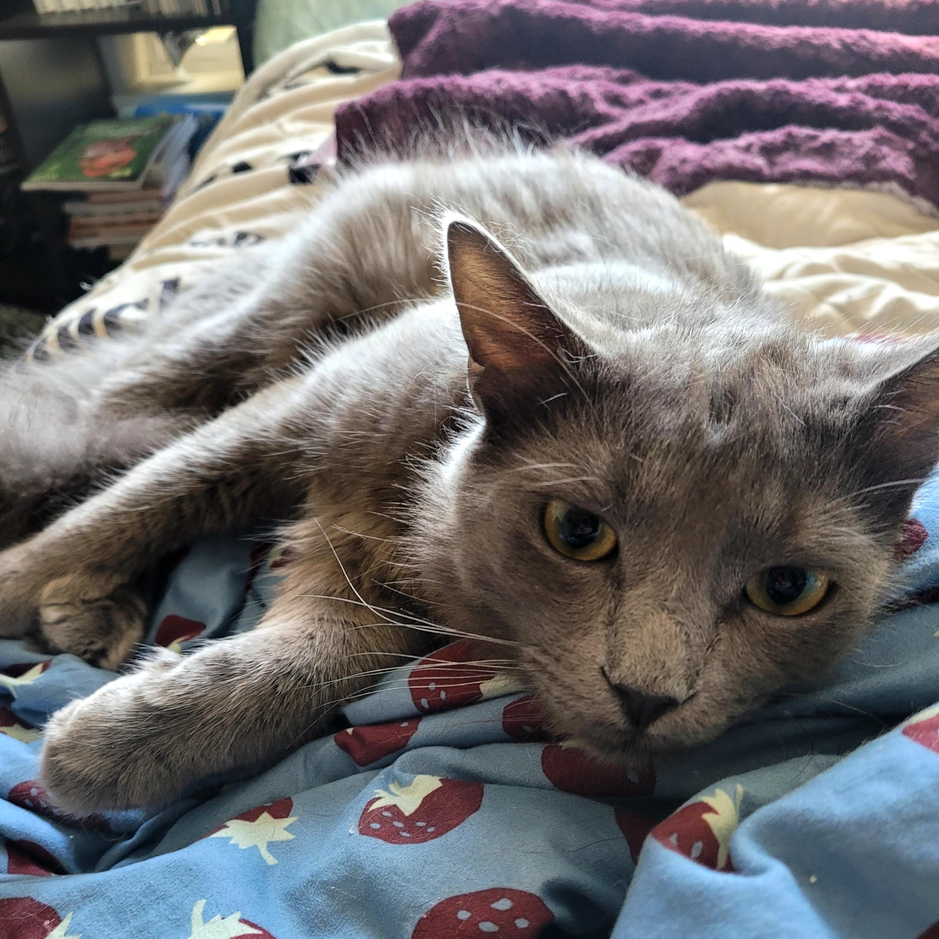 Enlarge Zeus, an adopted Domestic Medium Hair in Portland, OR image 6/6
