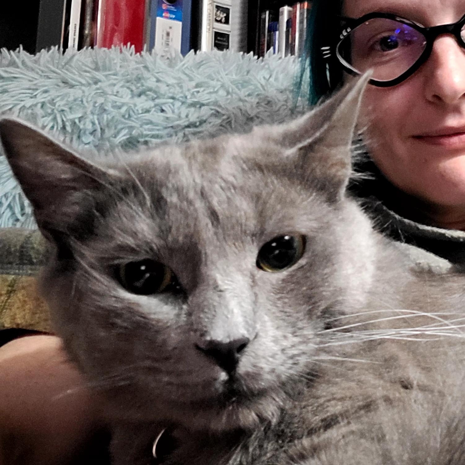 Enlarge Zeus, an adopted Domestic Medium Hair in Portland, OR image 4/6