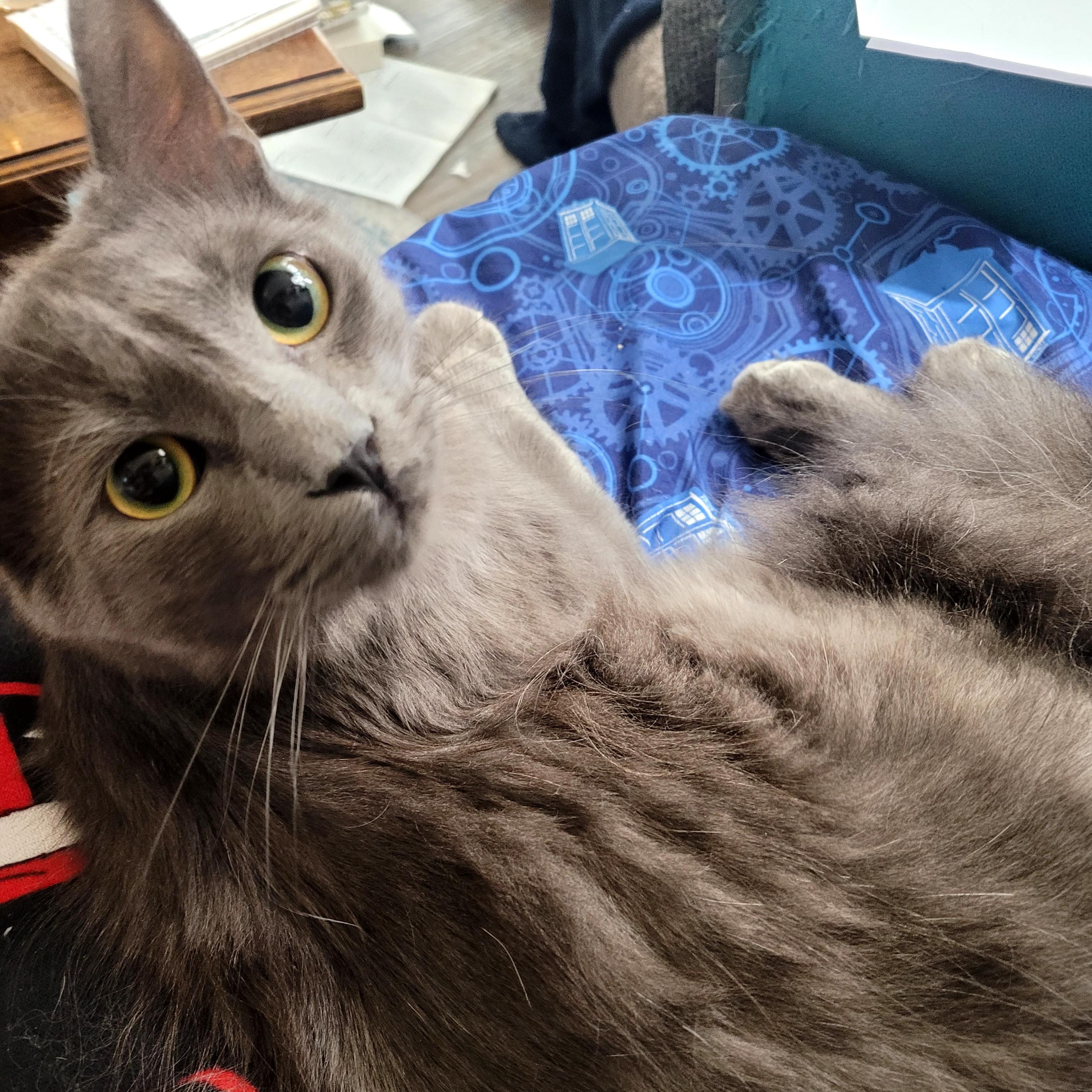 Enlarge Zeus, an adopted Domestic Medium Hair in Portland, OR image 3/6
