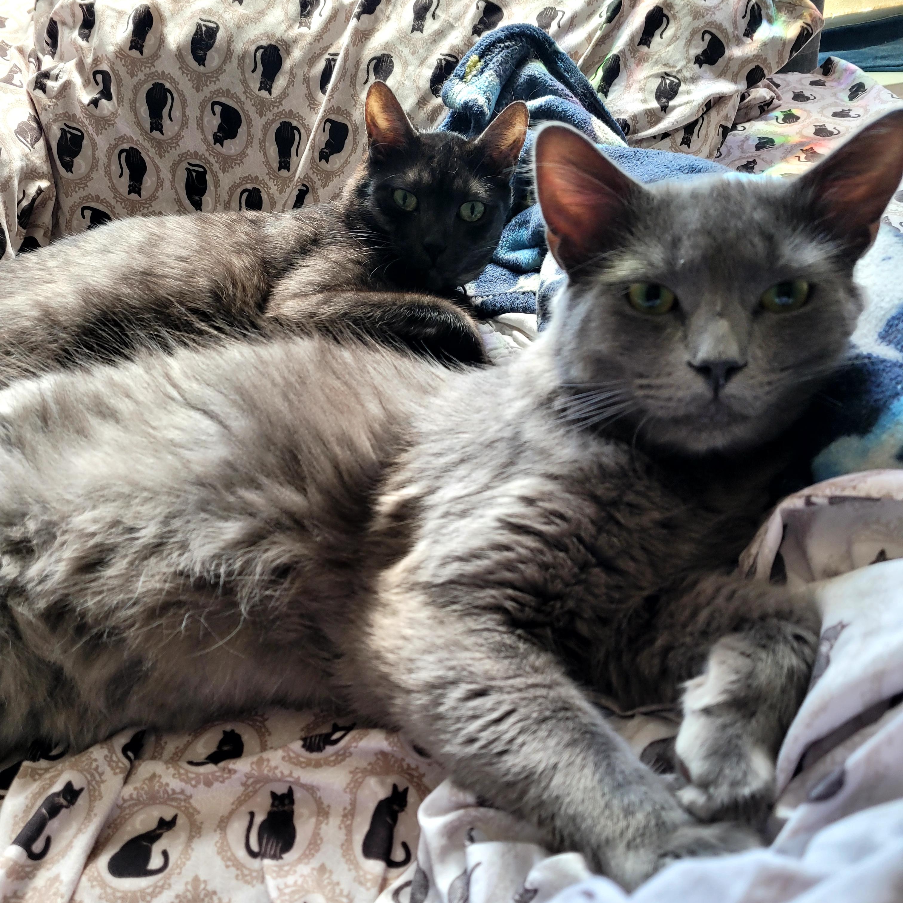 Enlarge Zeus, an adopted Domestic Medium Hair in Portland, OR image 2/6