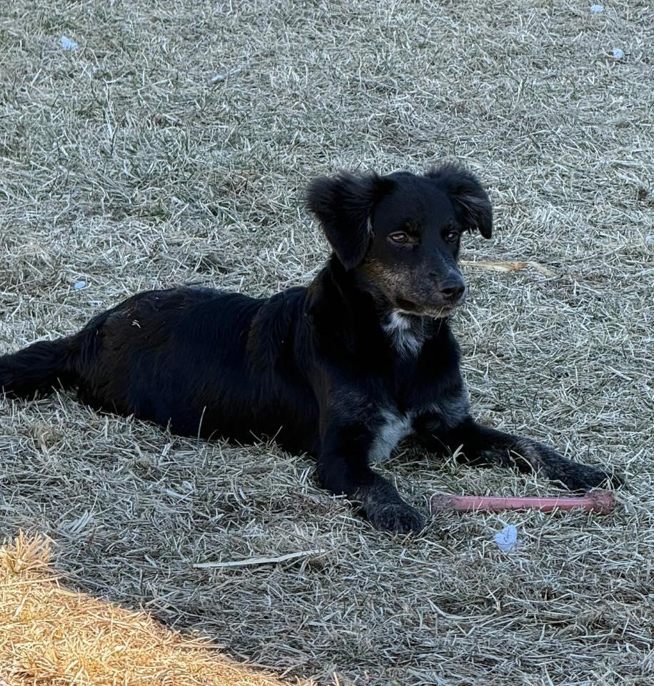 Gravy, an adopted mixed breed in Grand Island, NE image 3/4