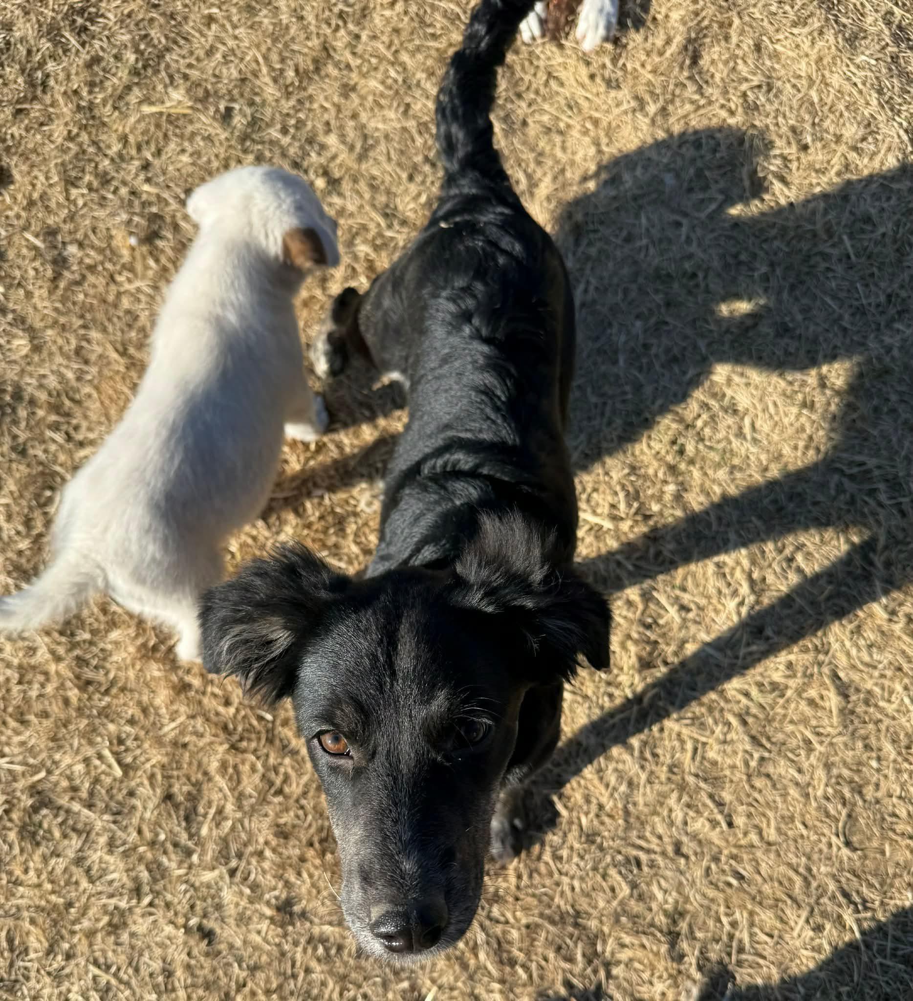 Gravy, adopted, Puppy Female Flat-Coated Retriever.