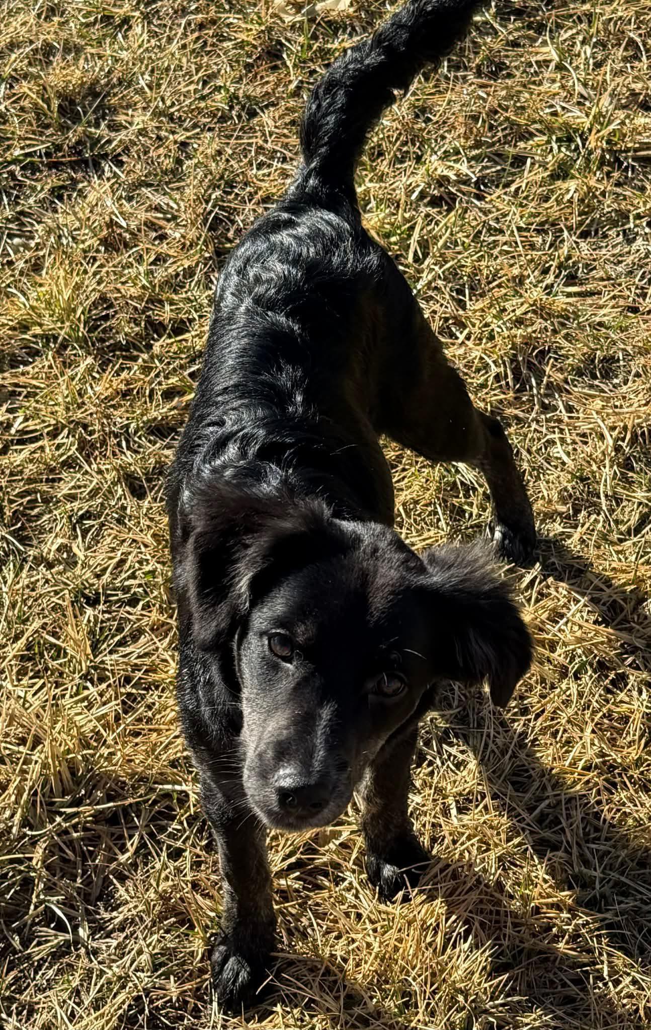 Gravy, an adopted mixed breed in Grand Island, NE image 4/4