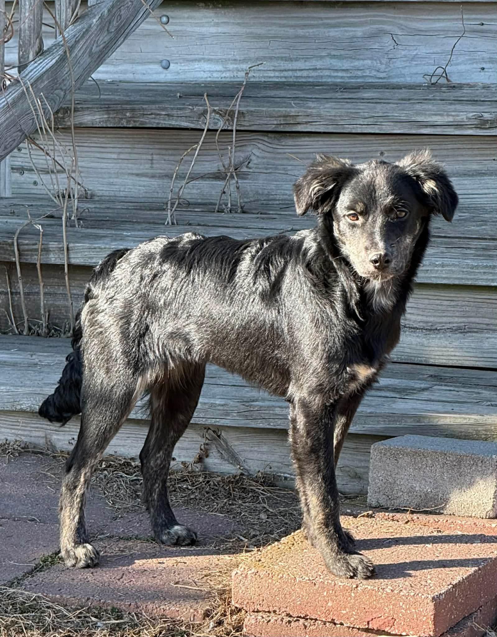 Gravy, an adopted mixed breed in Grand Island, NE image 2/4