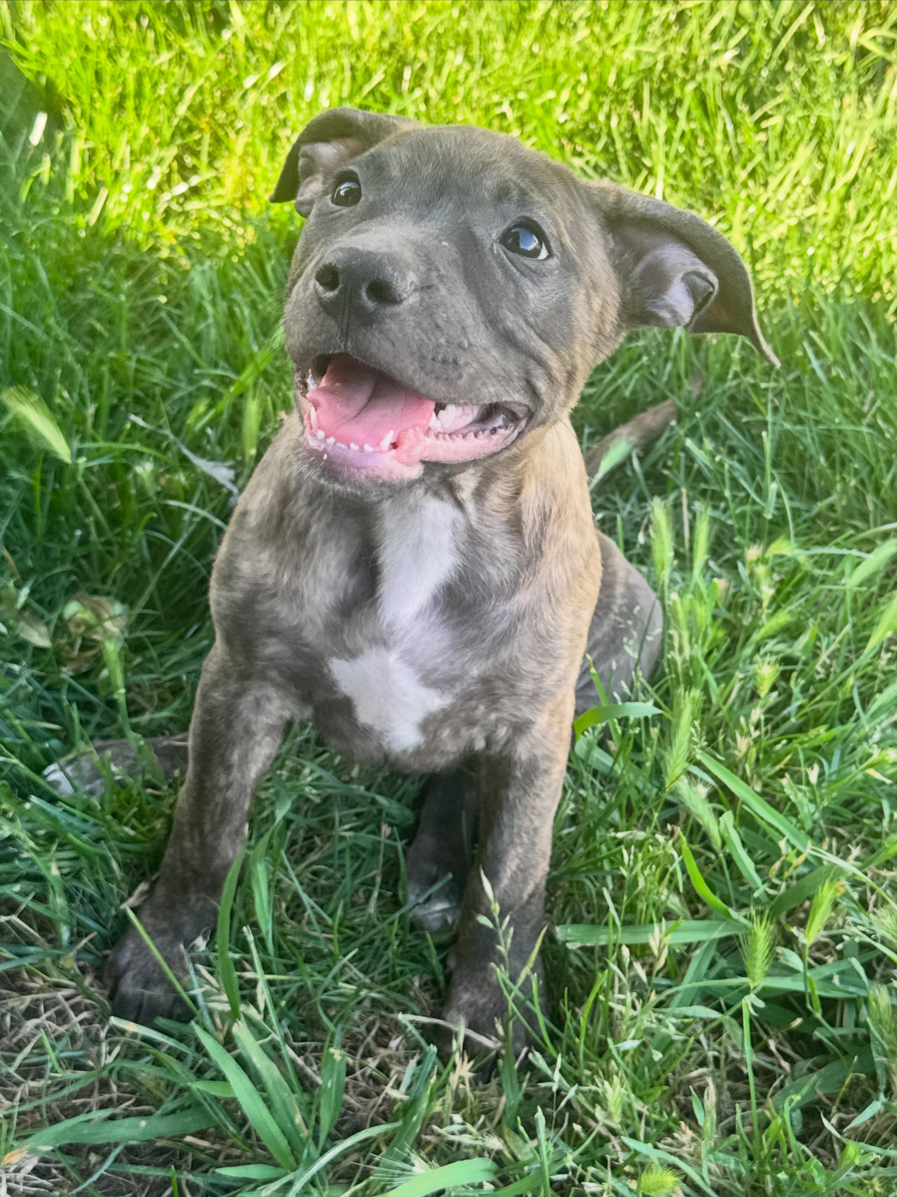 Nutmeg, a ADOPTABLE mixed breed in Lincoln, CA image 2/3
