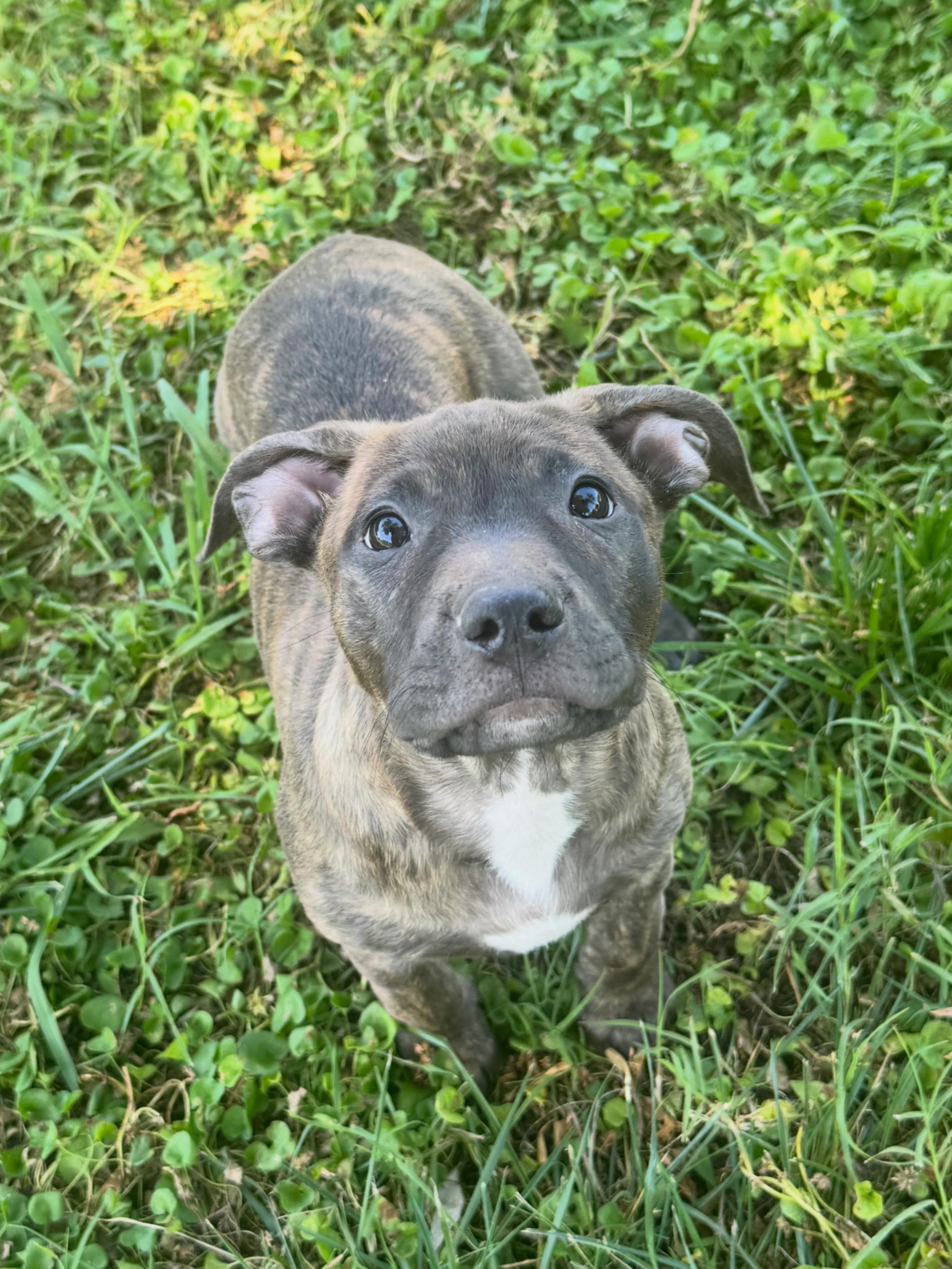 Nutmeg, a ADOPTABLE mixed breed in Lincoln, CA image 3/3