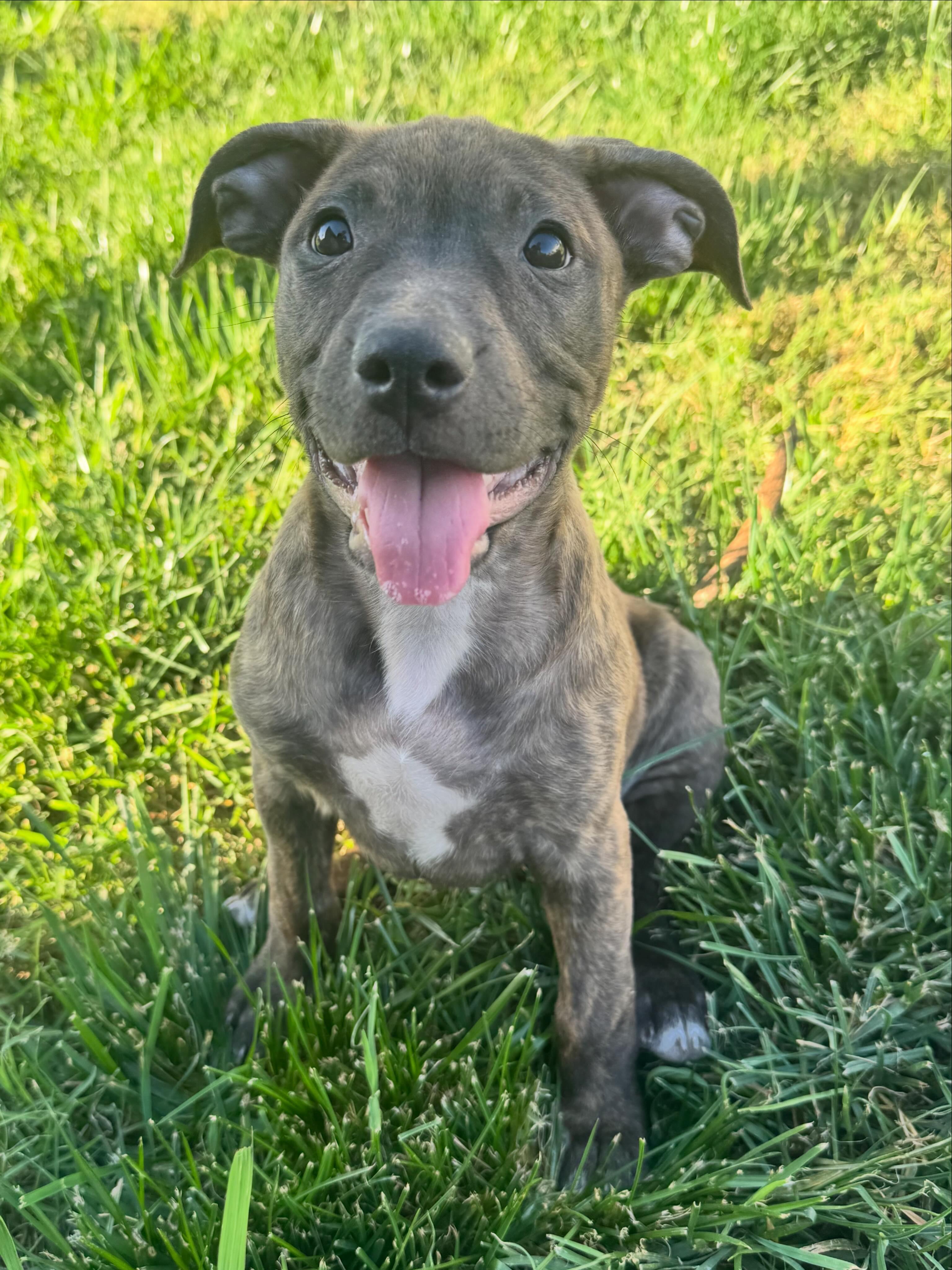 Nutmeg, ADOPTABLE, Puppy Female Pit Bull Terrier.