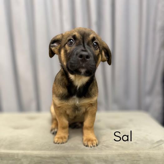 Enlarge Sal, a ADOPTABLE mixed breed in Shreveport, LA image 1/1