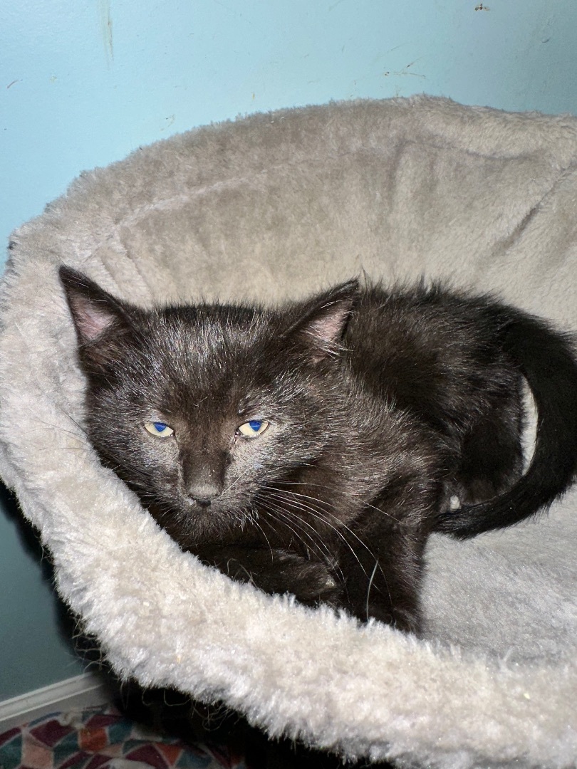 Enlarge Blackberry, a Adopted Domestic Short Hair in Bethel, OH image 1/6