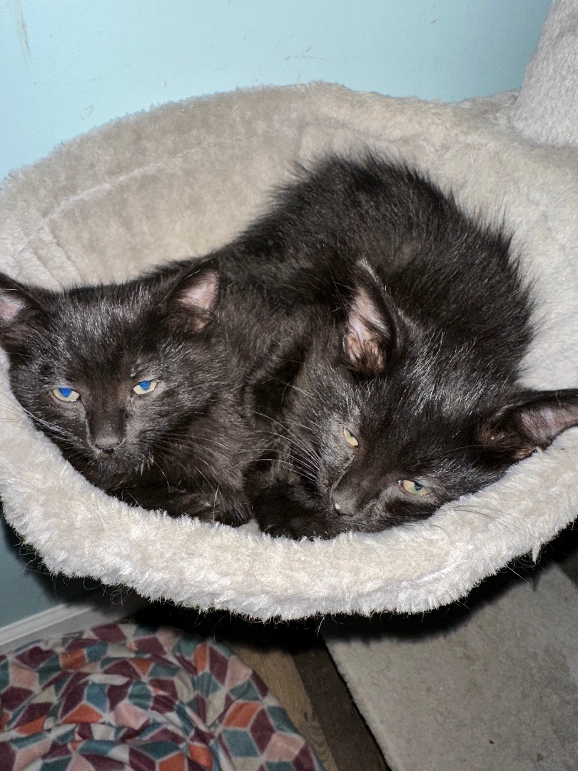 Enlarge Blackberry, a Adopted Domestic Short Hair in Bethel, OH image 2/6