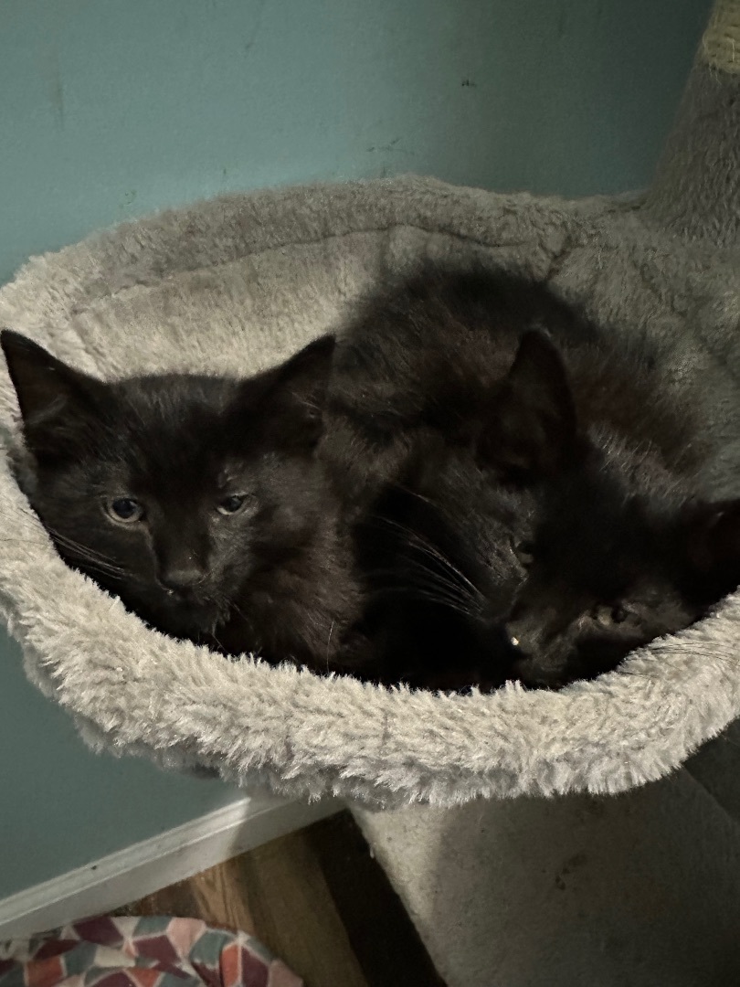 Enlarge Blackberry, a Adopted Domestic Short Hair in Bethel, OH image 3/6