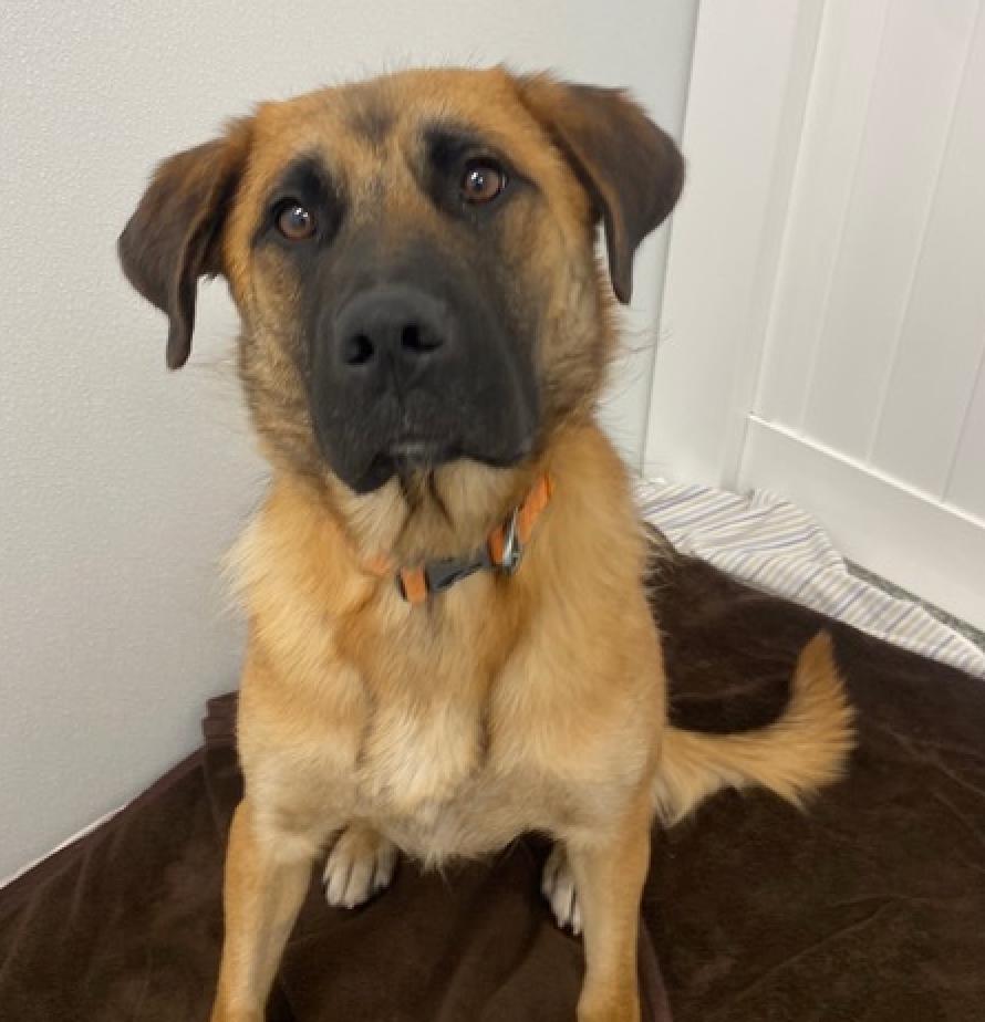 Enlarge Ozzy, a Adoptable mixed breed in Calgary, AB image 1/1