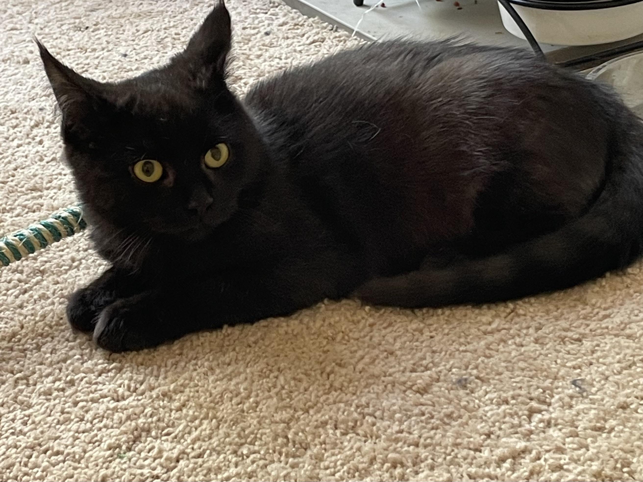 Smokey, a Adoptable Domestic Short Hair in lititz, PA image 2/2