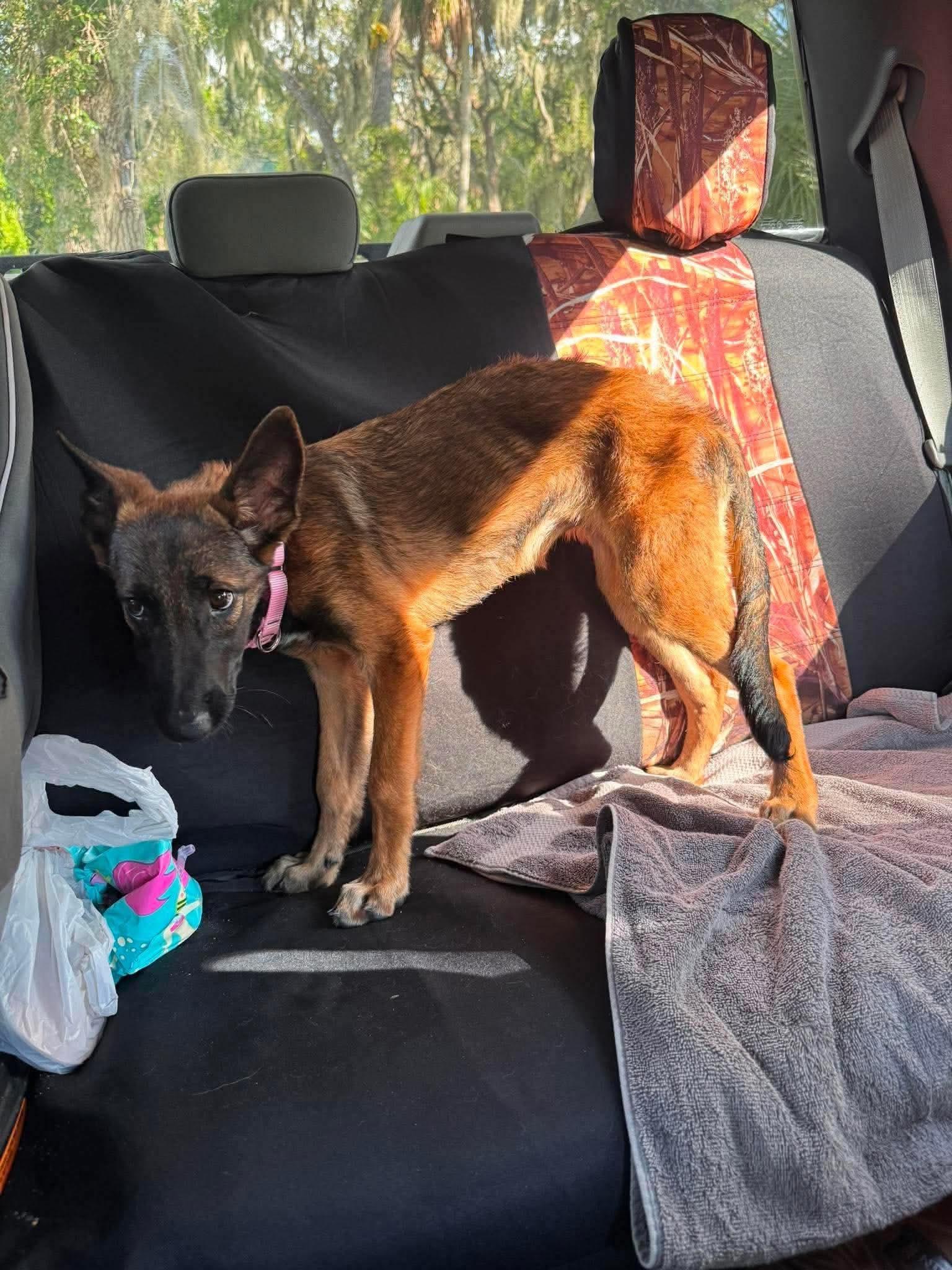 Indy, Adoptable, Puppy Female Belgian Shepherd / Malinois.