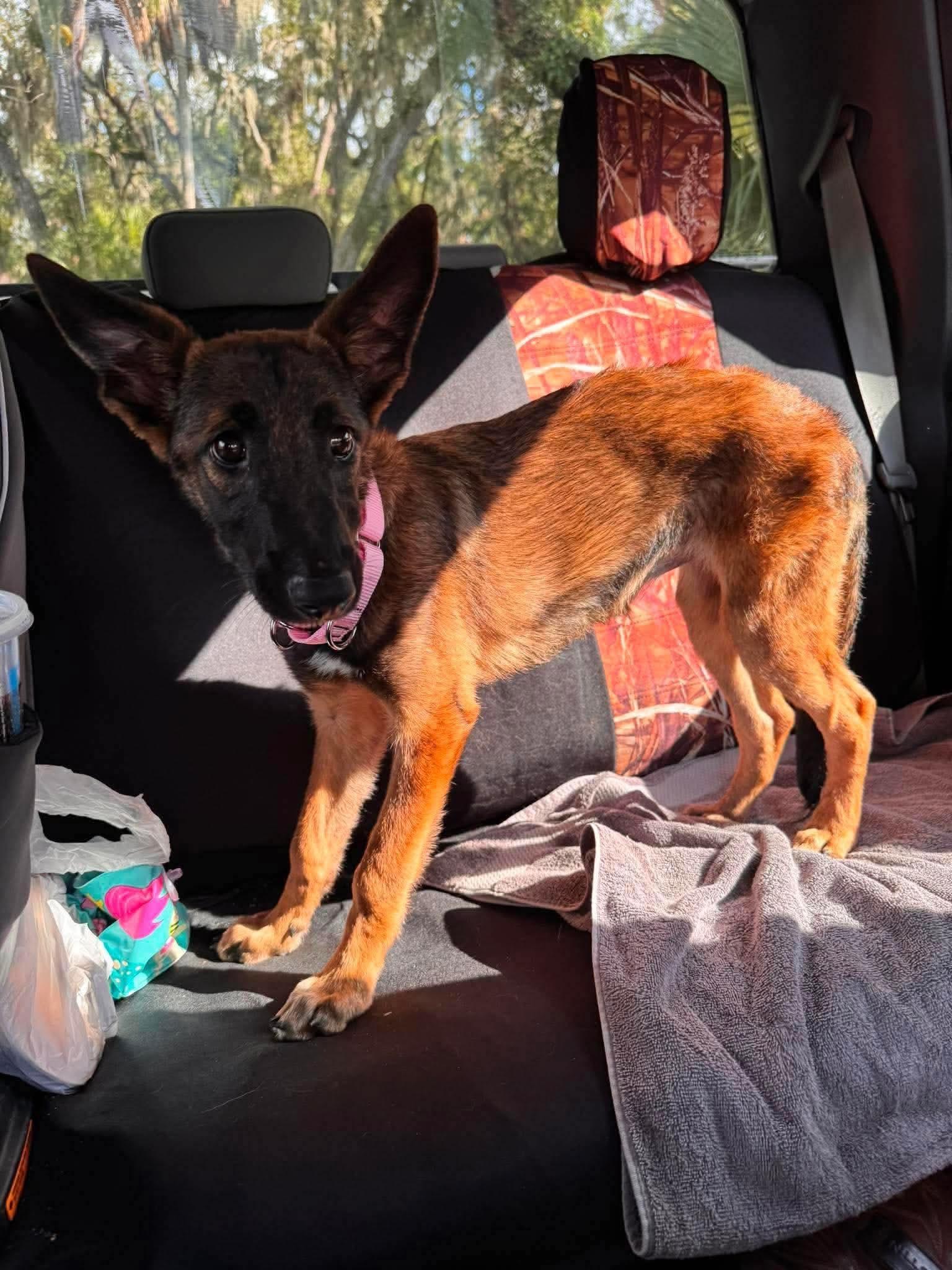 Enlarge Indy, a Adoptable Belgian Shepherd / Malinois in Parrish, FL image 2/6
