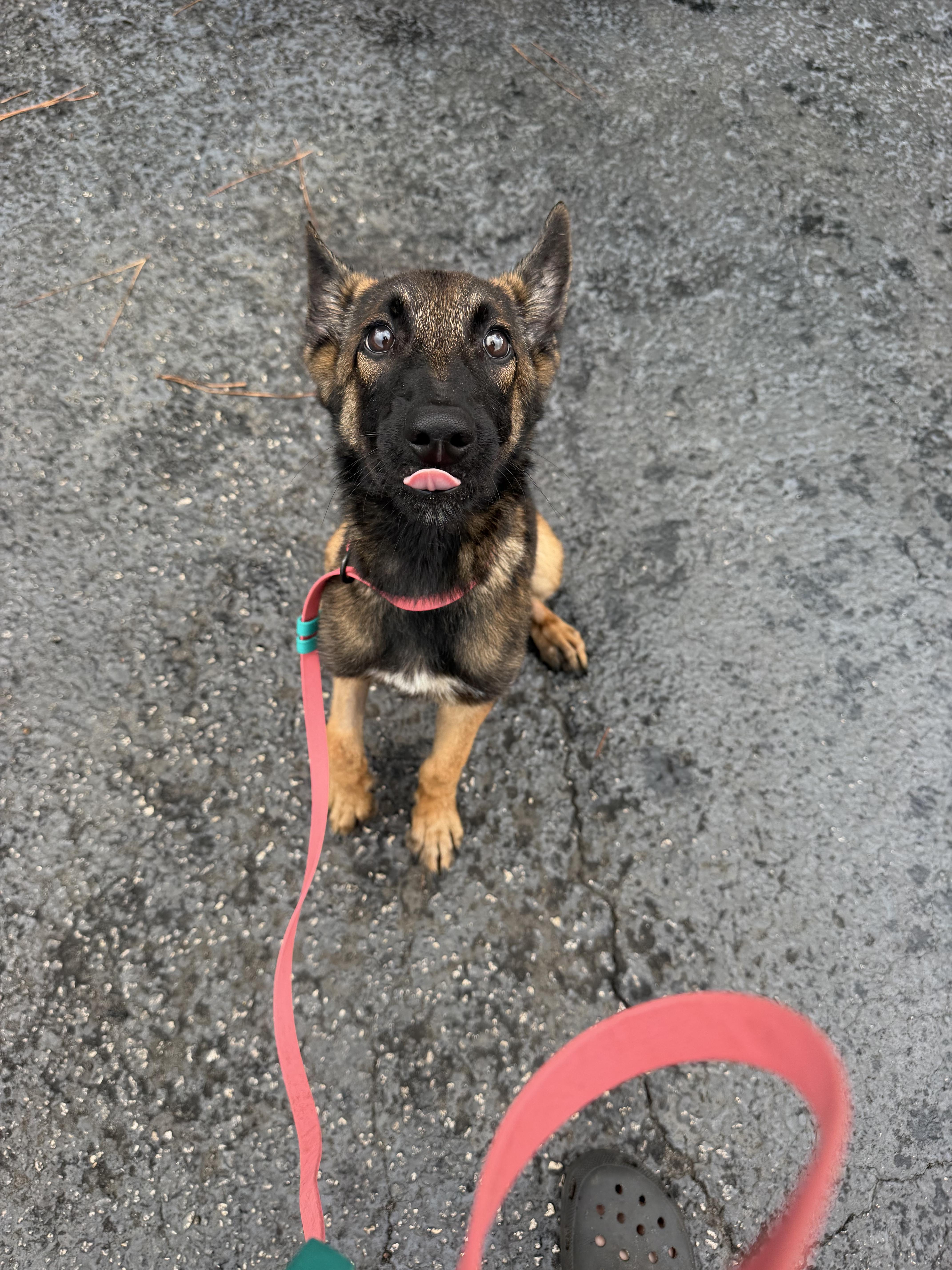 Enlarge Indy, a Adoptable Belgian Shepherd / Malinois in Parrish, FL image 3/6
