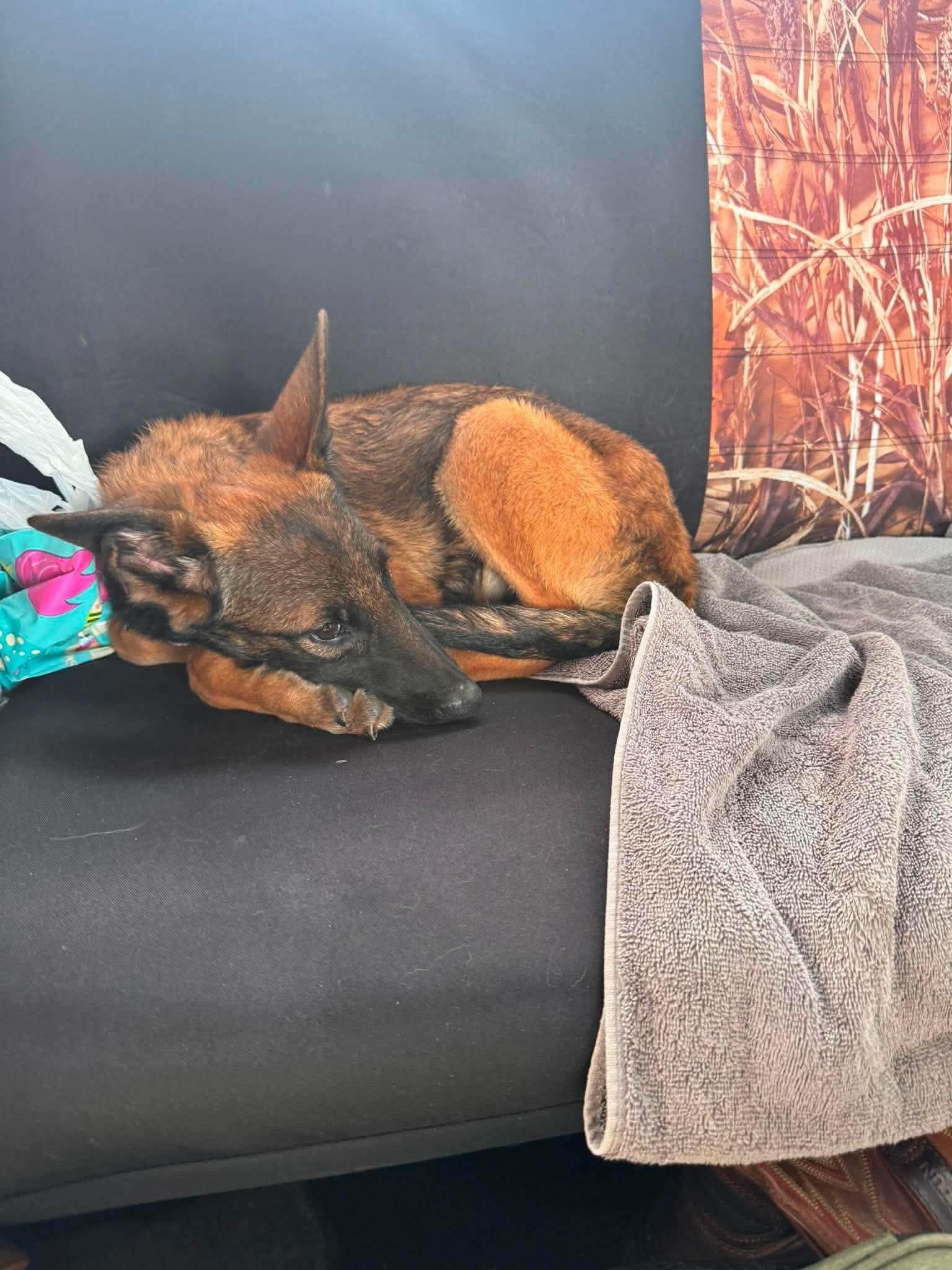 Enlarge Indy, a Adoptable Belgian Shepherd / Malinois in Parrish, FL image 5/6