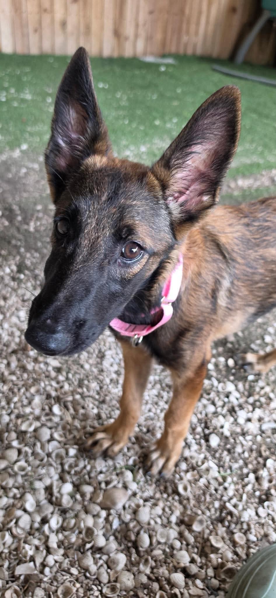Enlarge Indy, a Adoptable Belgian Shepherd / Malinois in Parrish, FL image 6/6