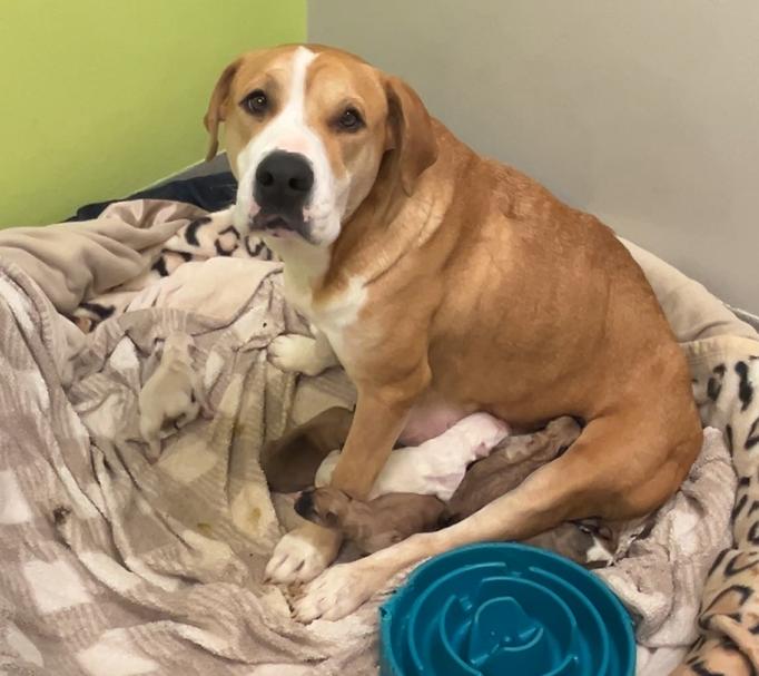 Rancho Mom & 7 pups, Adult Female Pit Bull Terrier