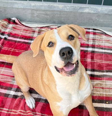 Hera, Adoptable, Adult Female Pit Bull Terrier.