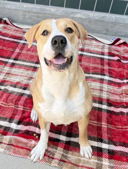 Hera, a Adoptable Pit Bull Terrier in San Diego, CA image 2/5