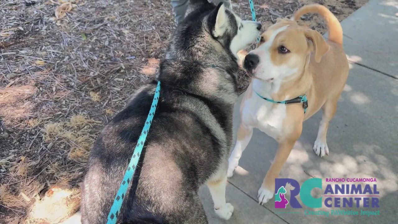 Enlarge Hera, a Adoptable Pit Bull Terrier in San Diego, CA video 3/5