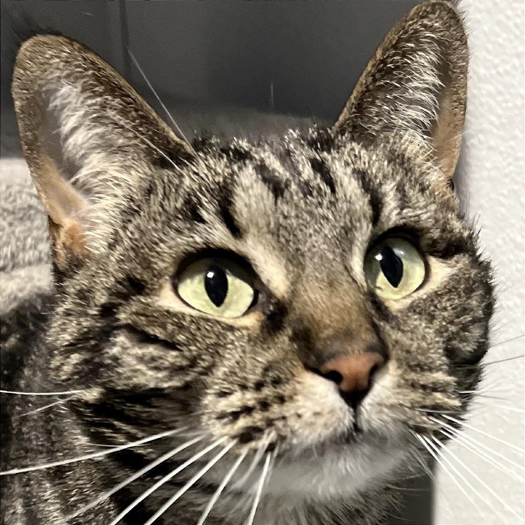Penny, Adoptable, Senior Female Domestic Short Hair.