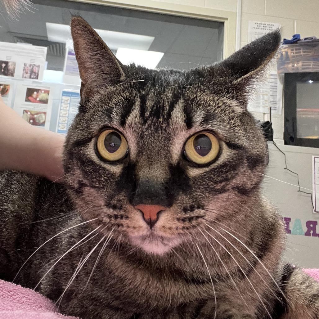 Enlarge Penny, a Adoptable Domestic Short Hair in Murray, UT image 2/2