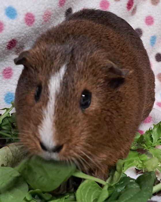 Enlarge Cocoa Puff, a ADOPTABLE Short-Haired in Steger, IL image 3/4