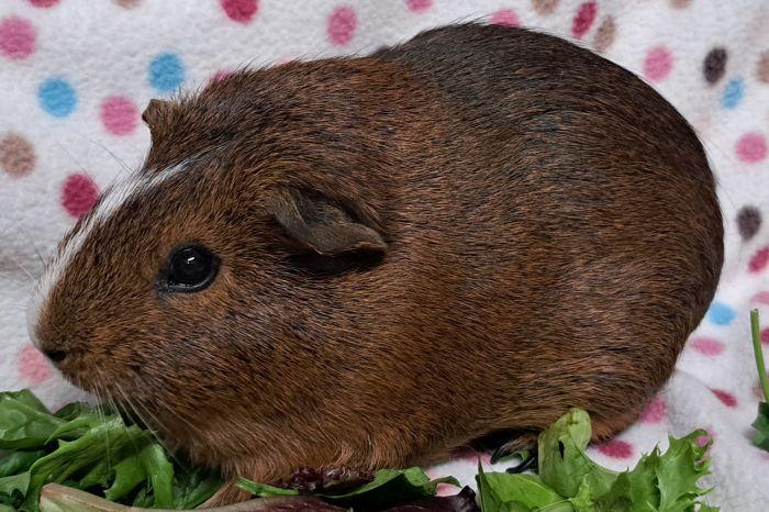 Enlarge Cocoa Puff, a ADOPTABLE Short-Haired in Steger, IL image 2/4