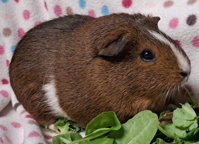 Enlarge Cocoa Puff, a ADOPTABLE Short-Haired in Steger, IL image 4/4