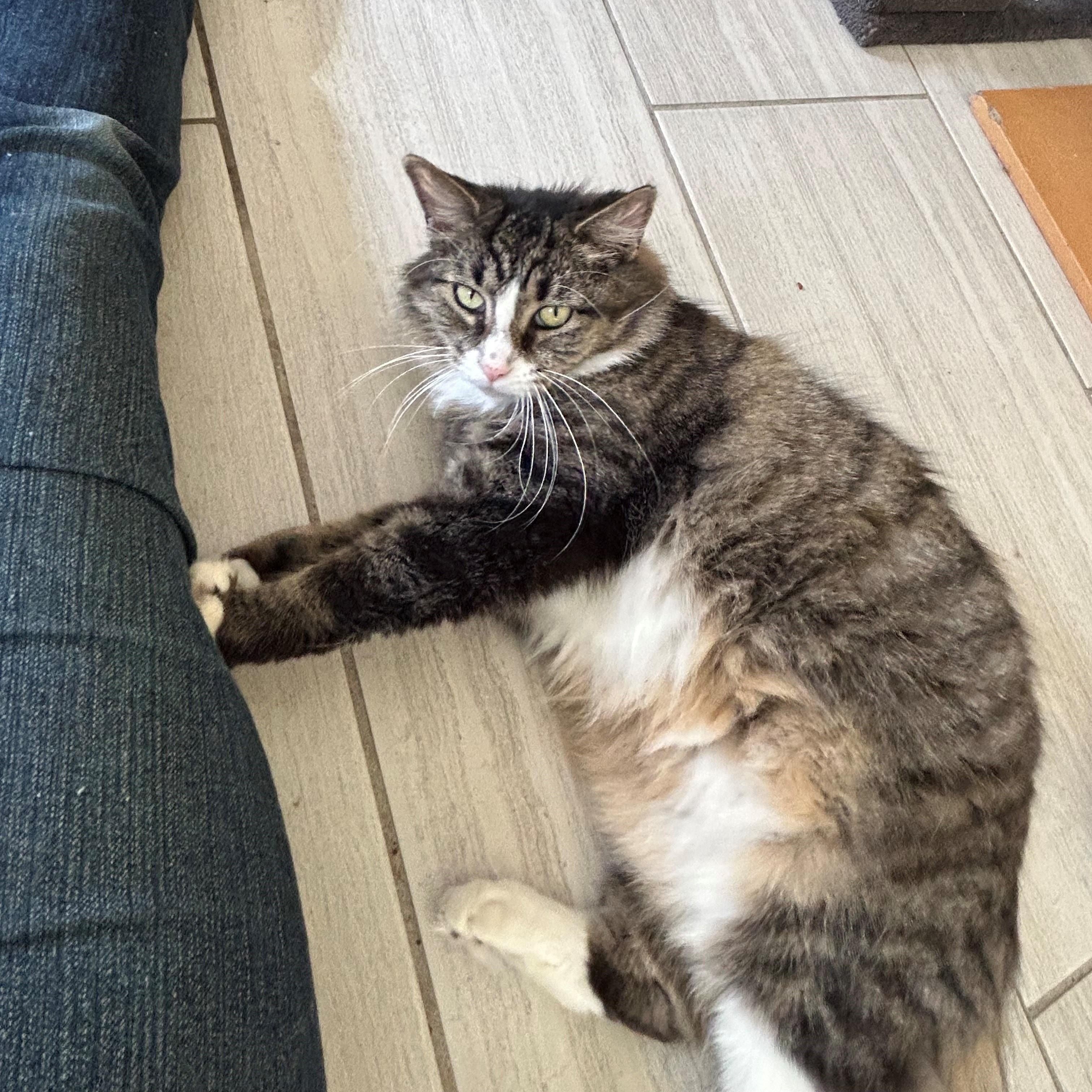 SAMANTHA, a Adoptable Domestic Medium Hair in Mount Rainier, MD image 2/4