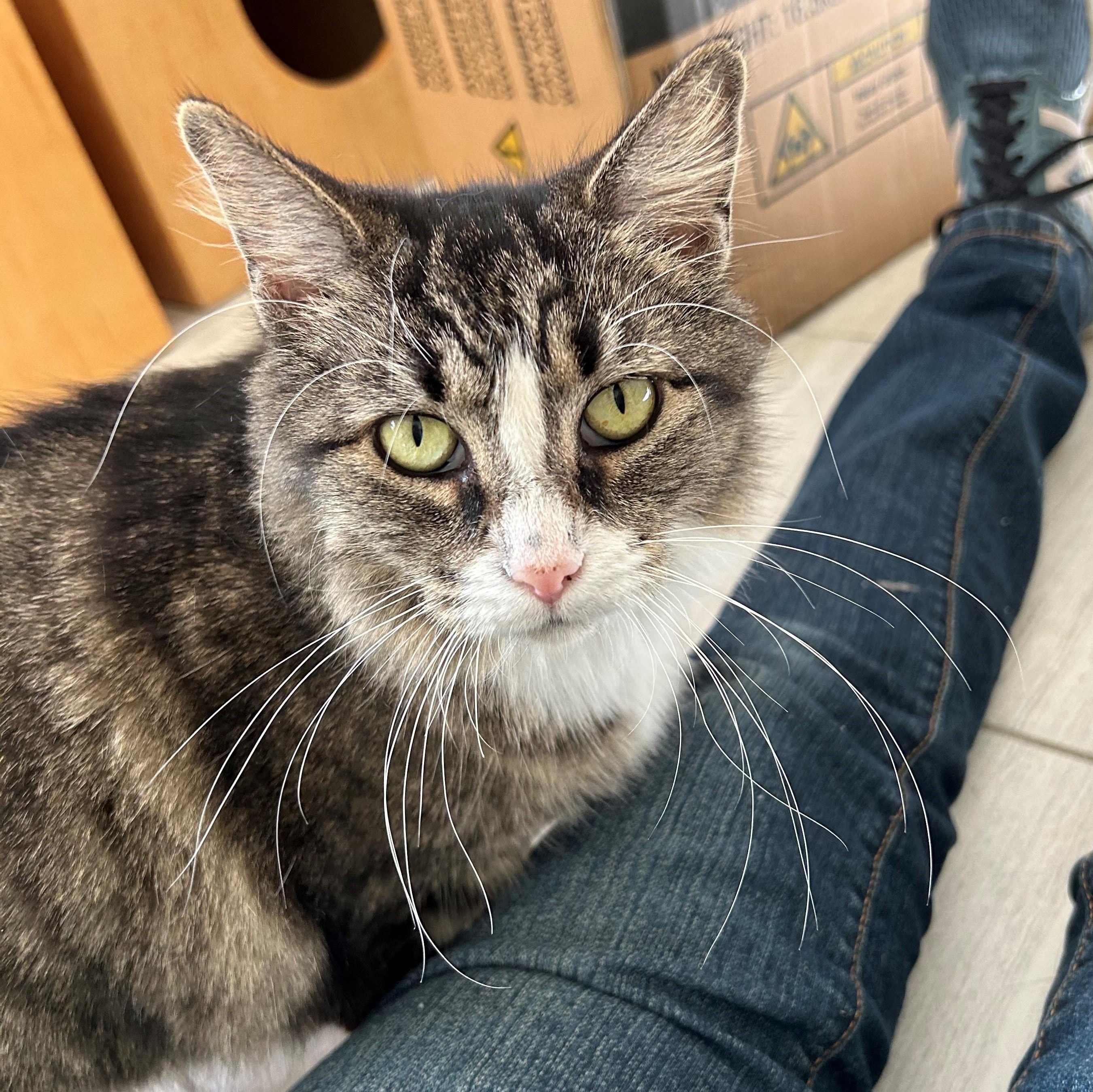 SAMANTHA, a Adoptable Domestic Medium Hair in Mount Rainier, MD image 3/4