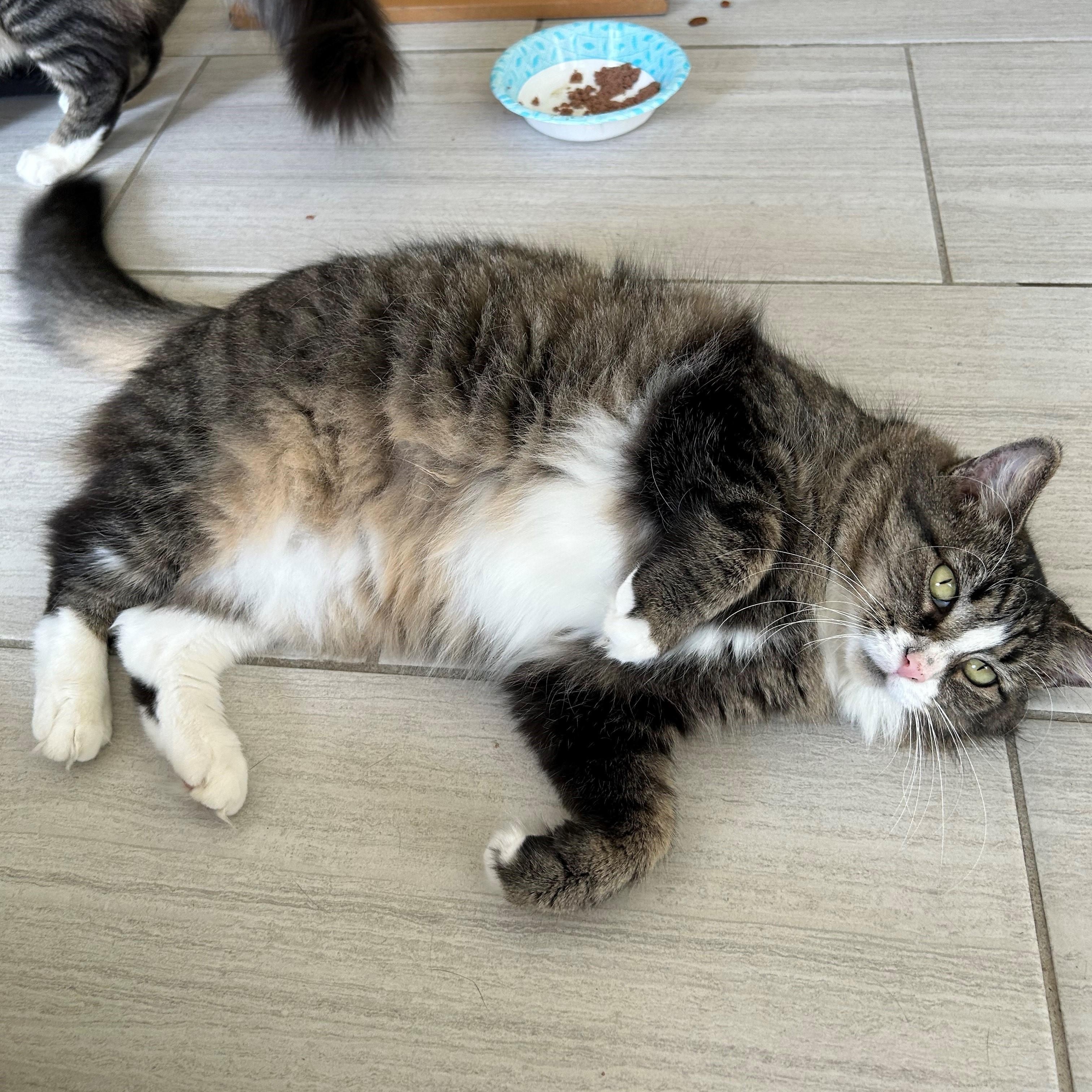 SAMANTHA, a Adoptable Domestic Medium Hair in Mount Rainier, MD image 4/4