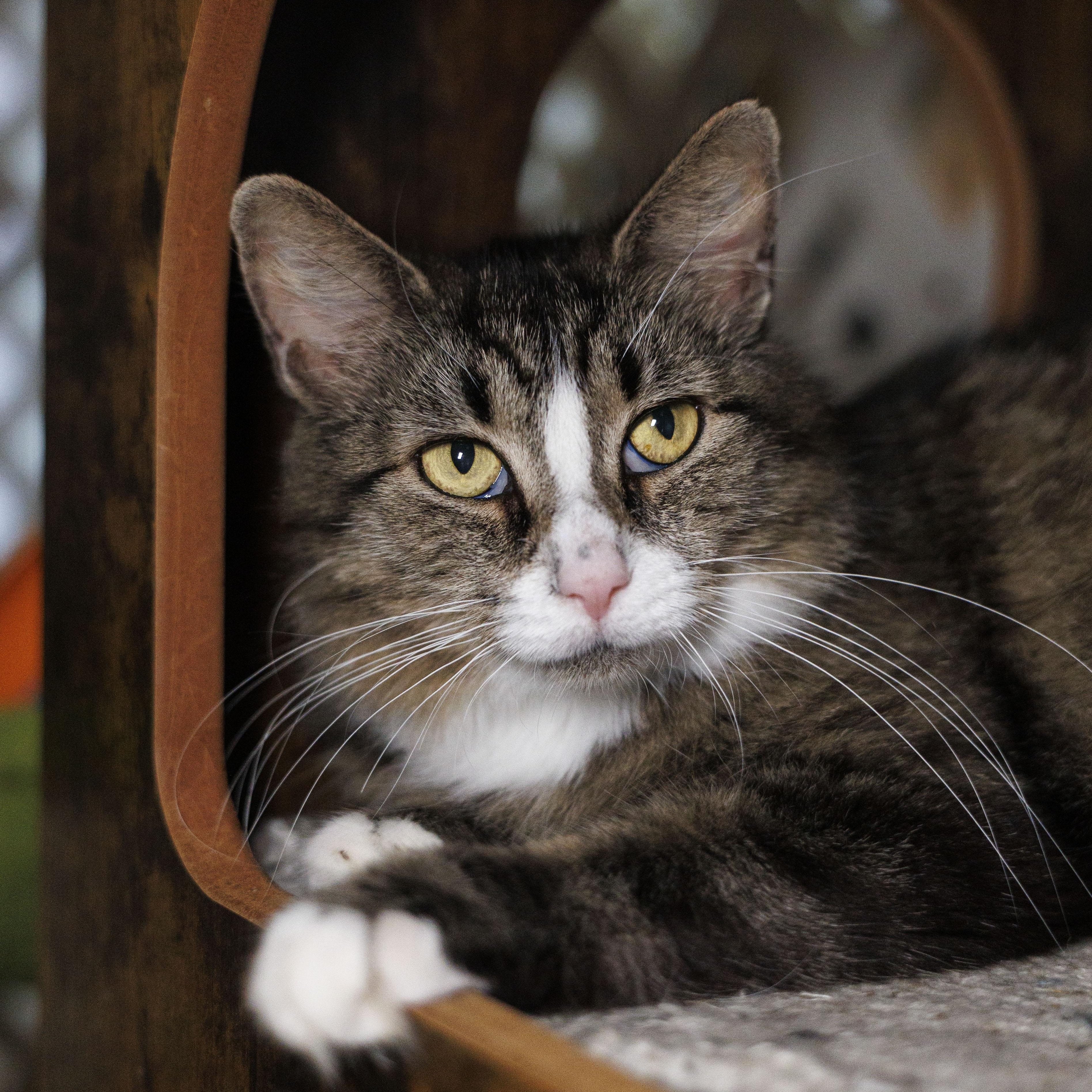 SAMANTHA, a Adoptable Domestic Medium Hair in Mount Rainier, MD image 1/4