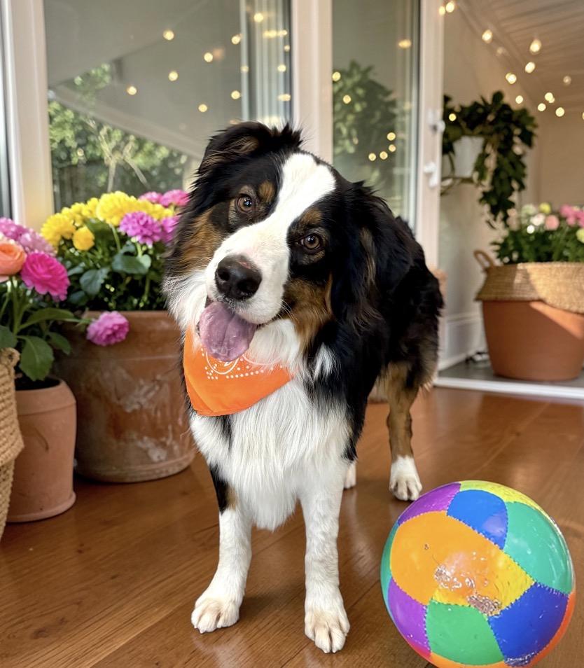 Enlarge Becket, an adopted Australian Shepherd in Perry, IA image 2/6
