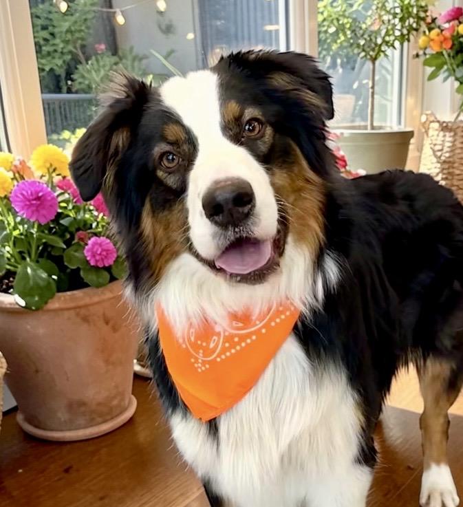 Becket, adopted, Young Male Australian Shepherd.