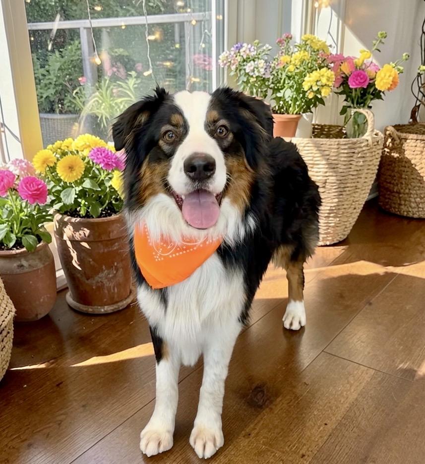 Enlarge Becket, an adopted Australian Shepherd in Perry, IA image 6/6